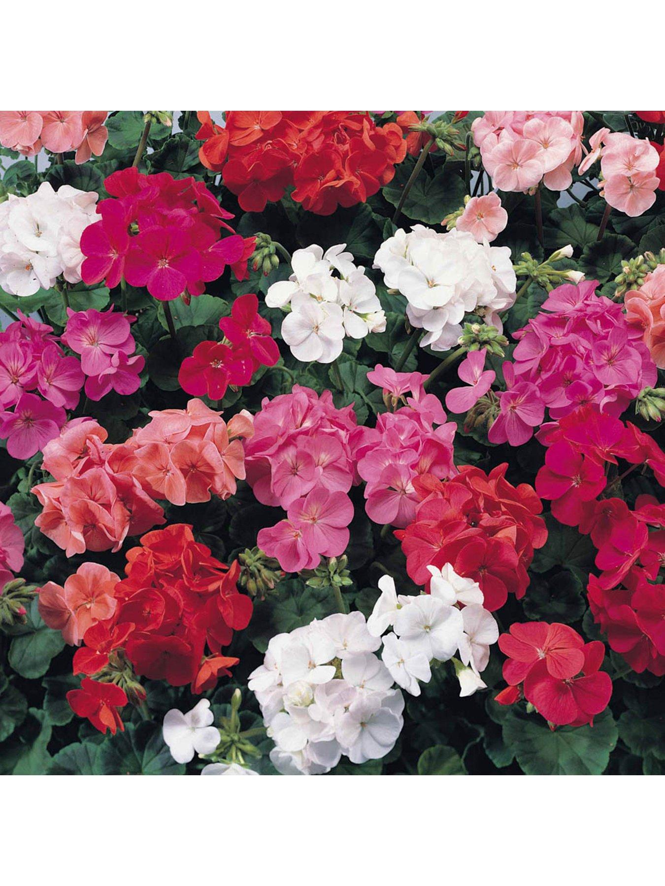 You Garden Geranium Cabaret Mix - 20 Garden Ready Plants