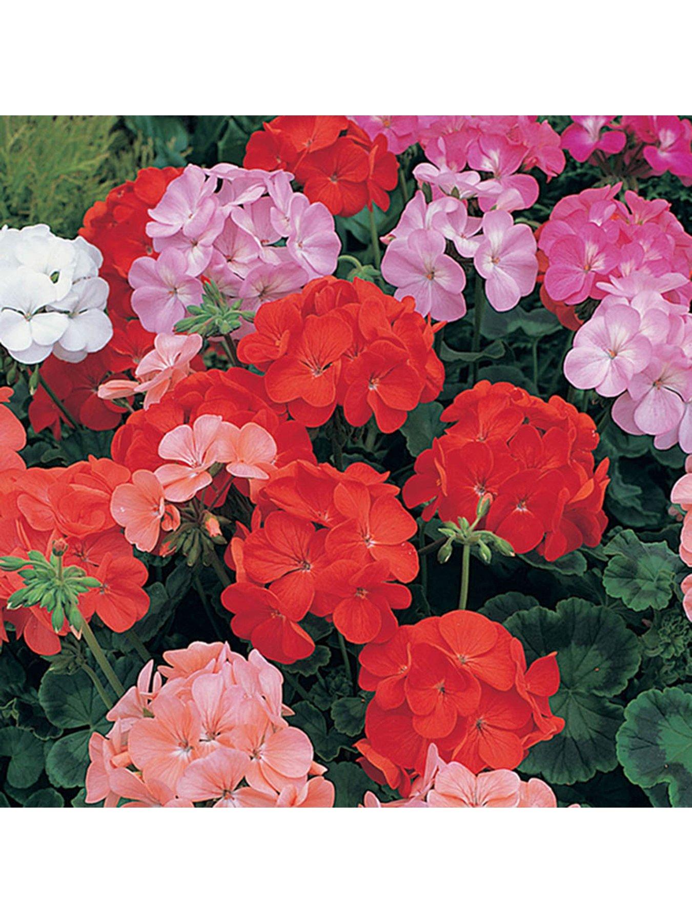 Geranium Cabaret Mix 20 Garden Ready Plants