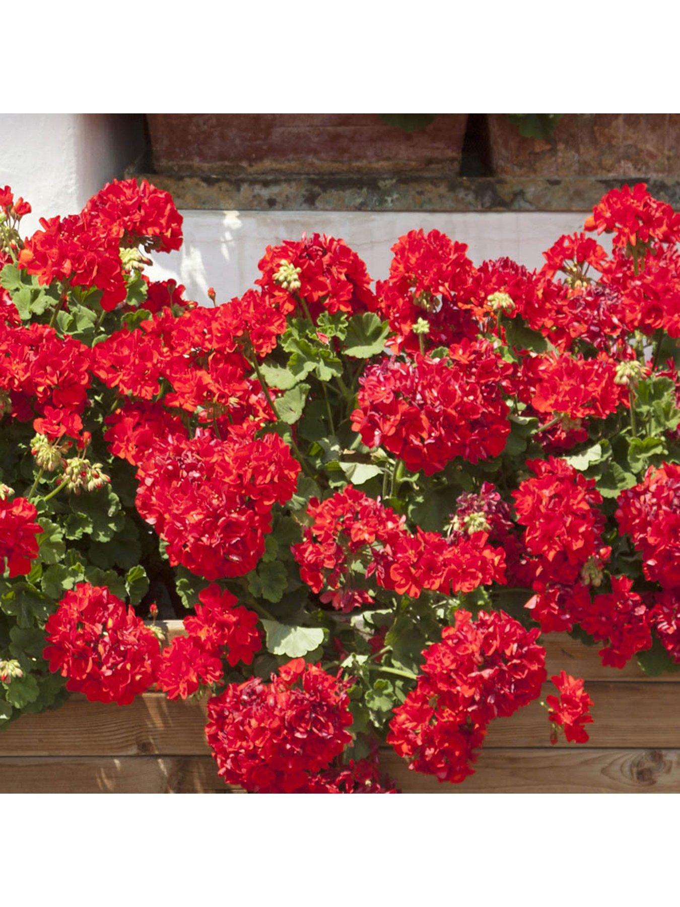 You Garden Geranium Ultimate Red - 20 Garden Ready Plants