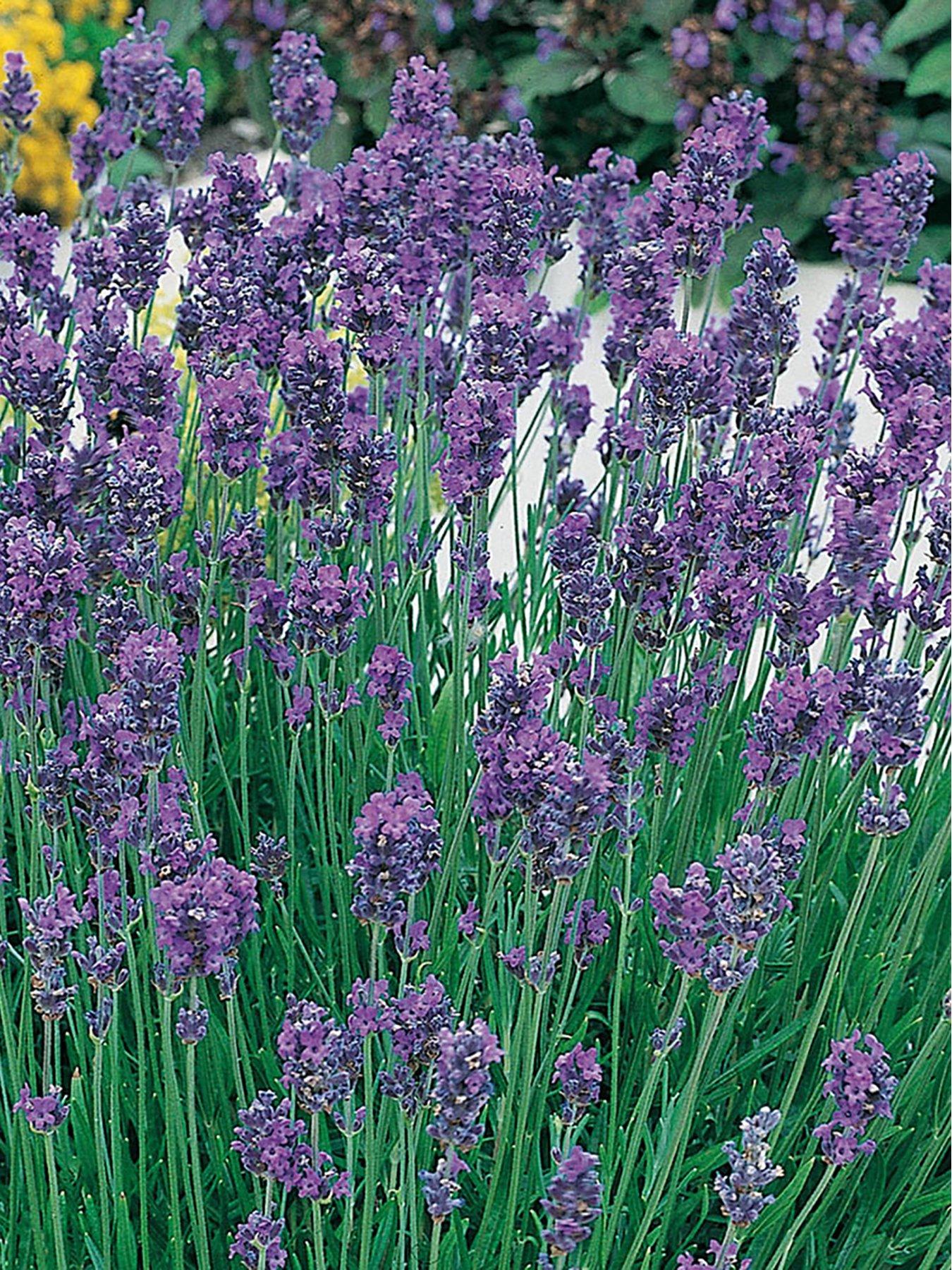 Lavender Hidcote 20 Garden Ready Plants