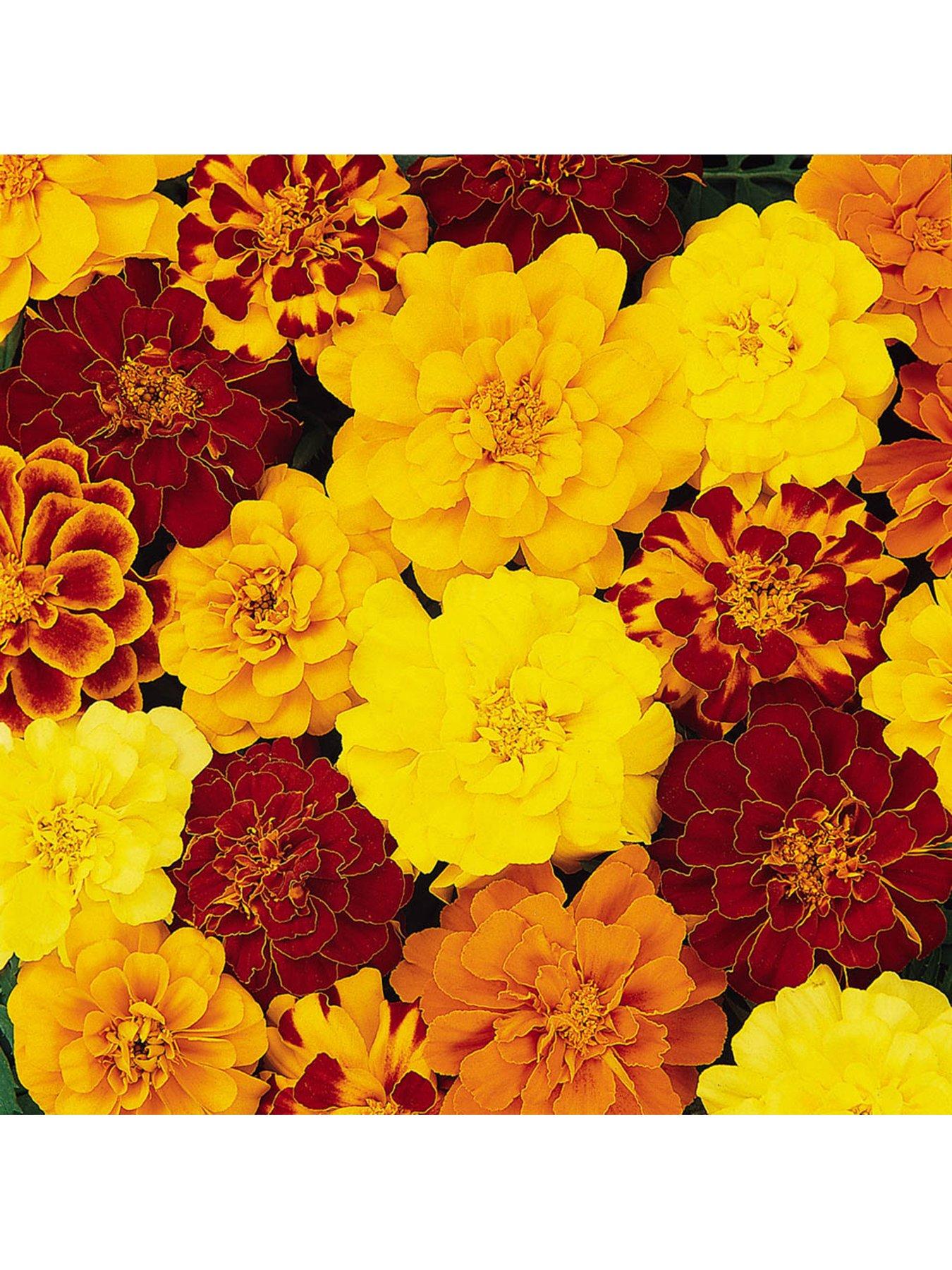 You Garden Marigold Durango Mix - 20 Garden Ready Plants