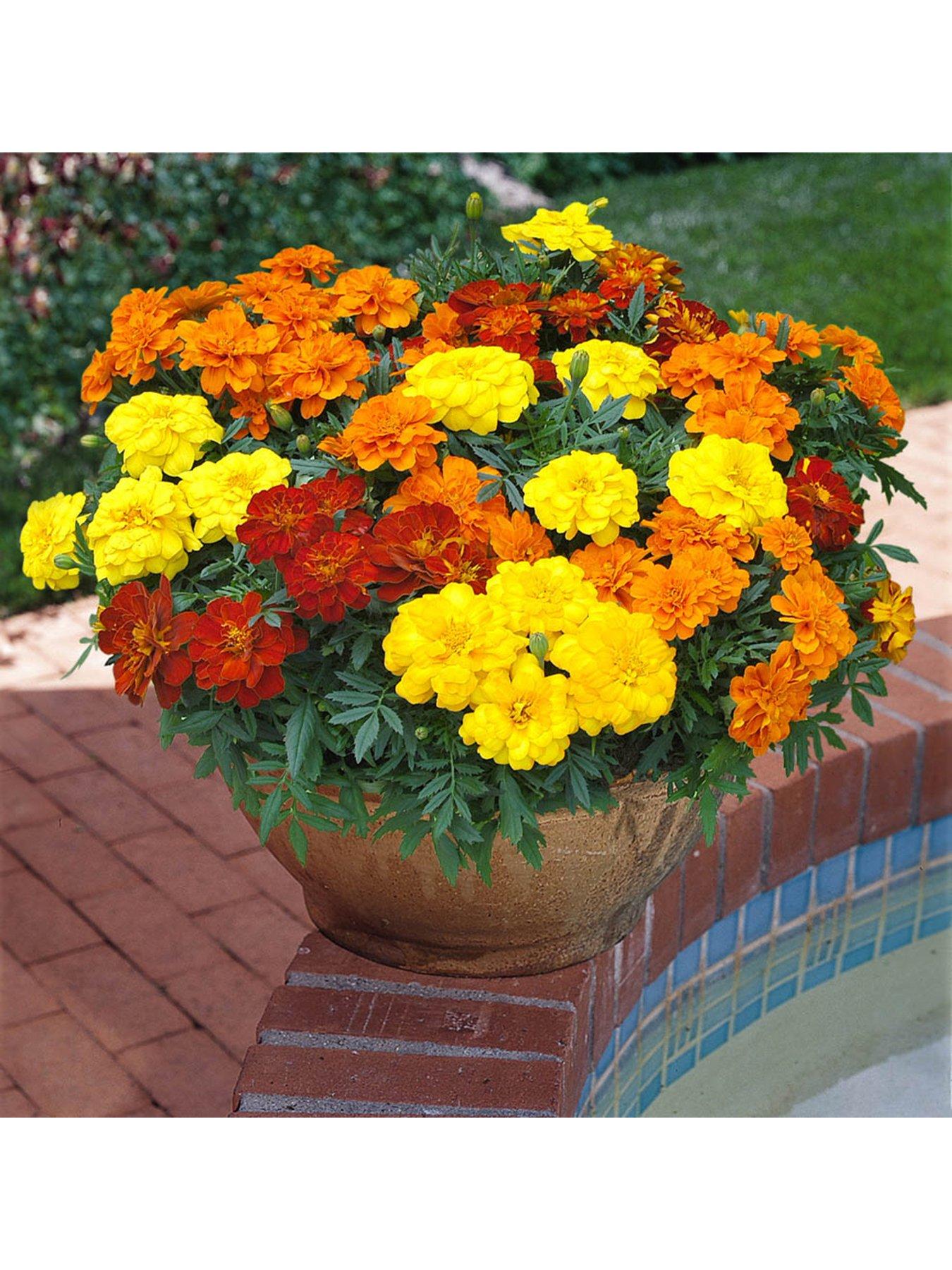 Marigold Durango Mix 20 Garden Ready Plants