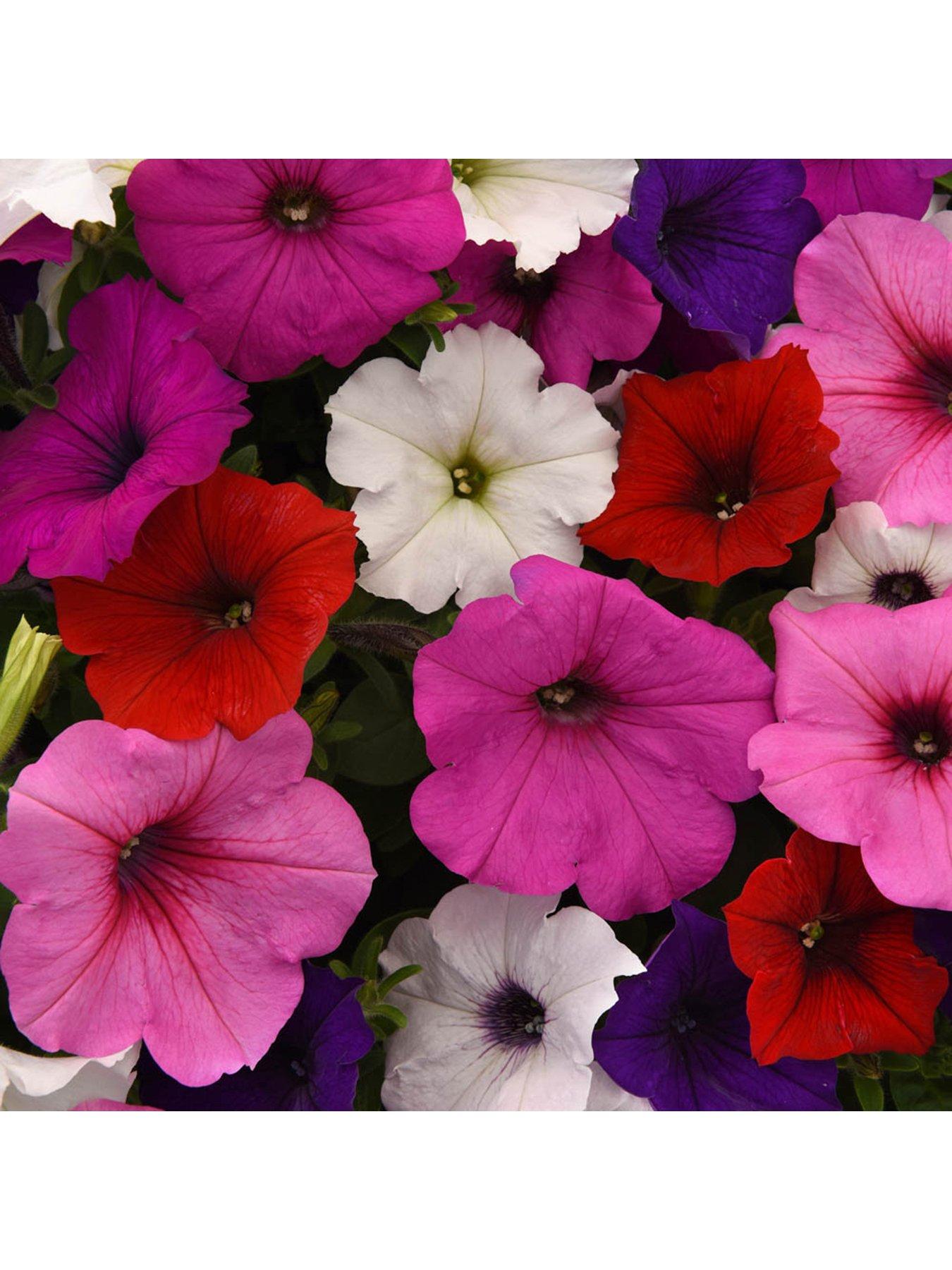 You Garden Petunia Easy Wave Ultimate Mix - 20 Garden Ready Plants