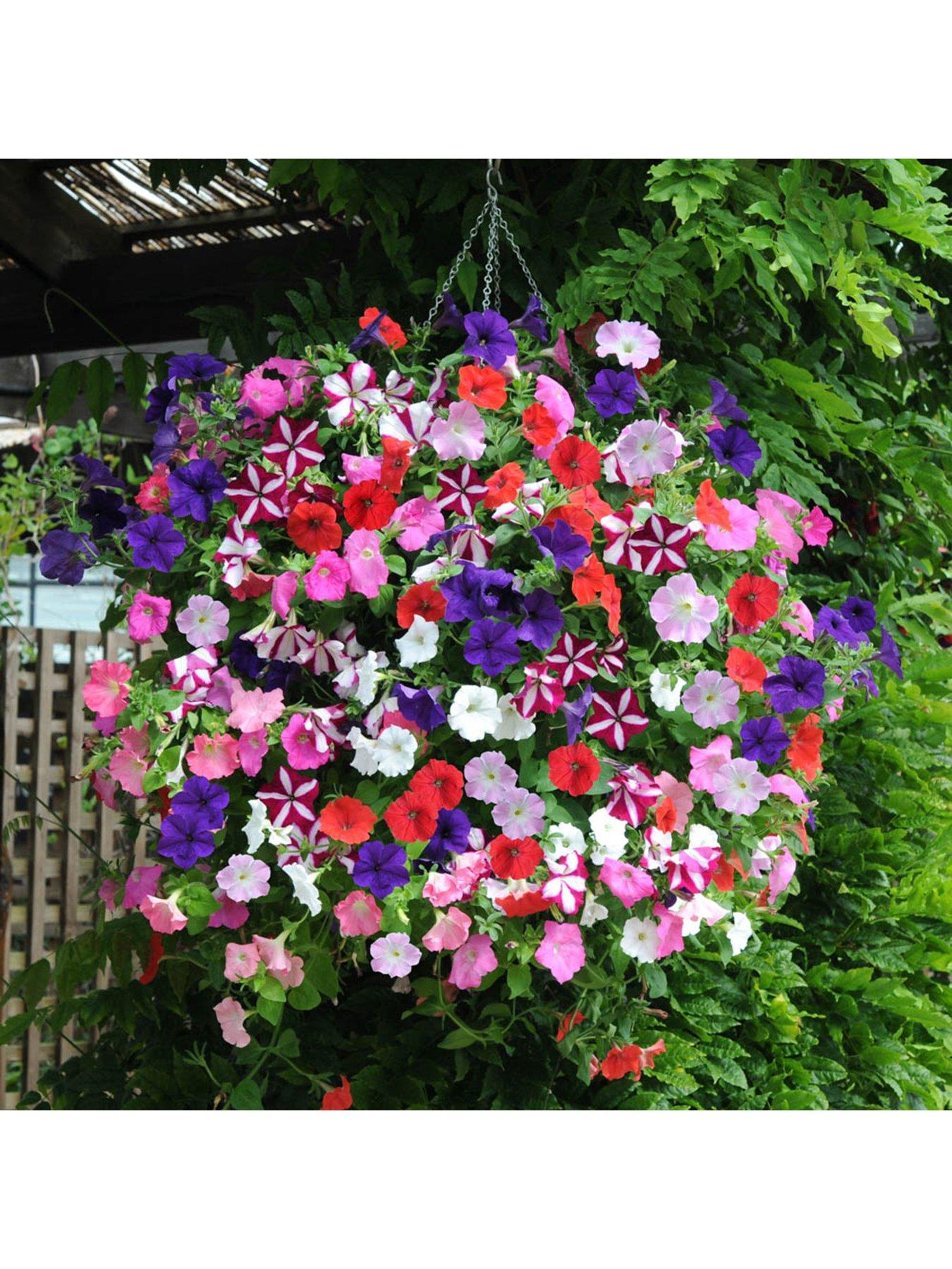 Image 3 of 4 of You Garden Petunia Easy Wave Ultimate Mix - 20 Garden Ready Plants