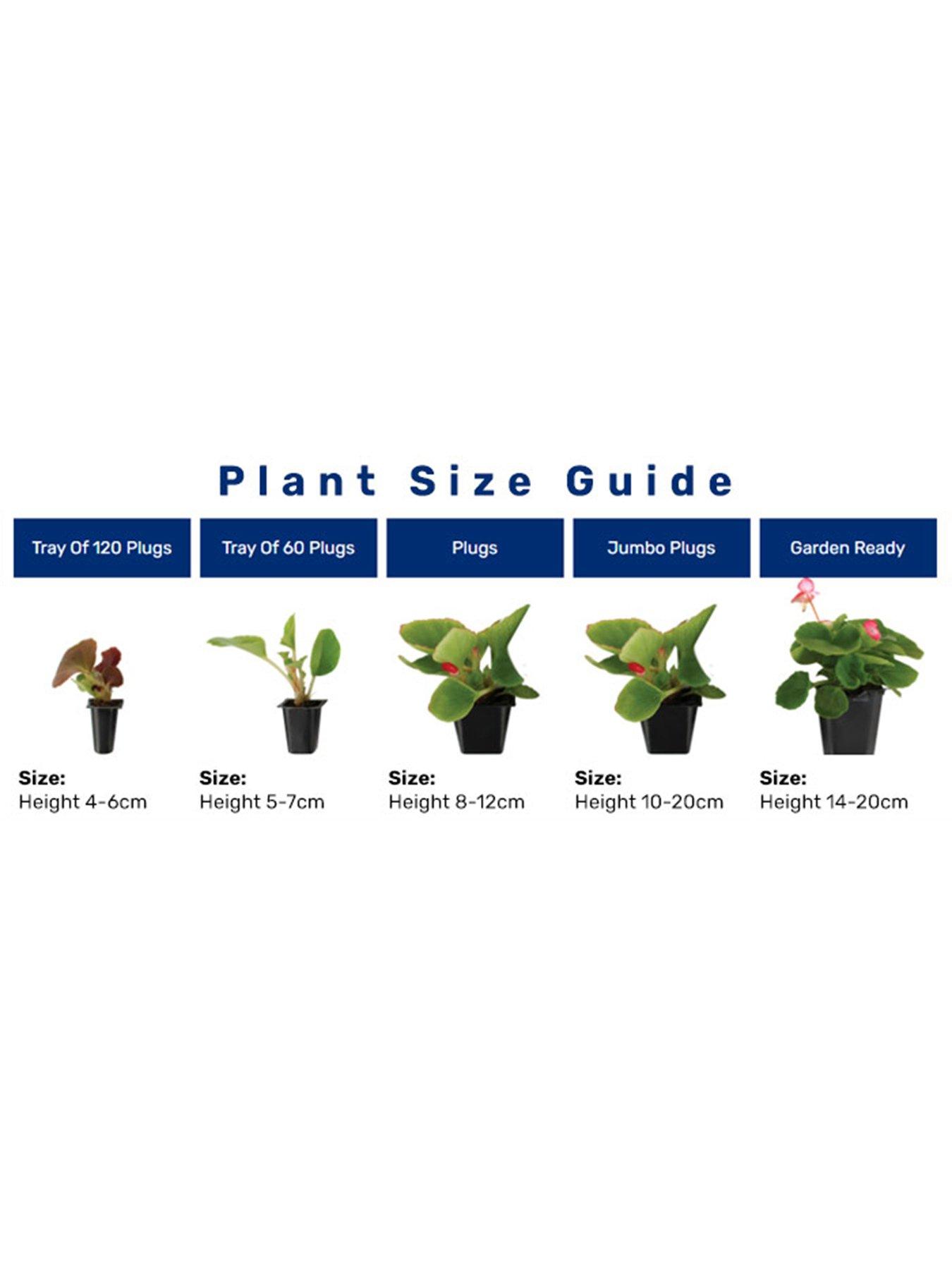 Image 4 of 4 of You Garden Petunia Easy Wave Ultimate Mix - 20 Garden Ready Plants