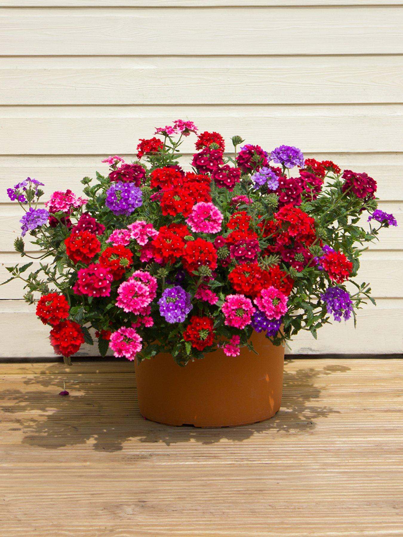 You Garden Verbena Trailing Collection plug x 12