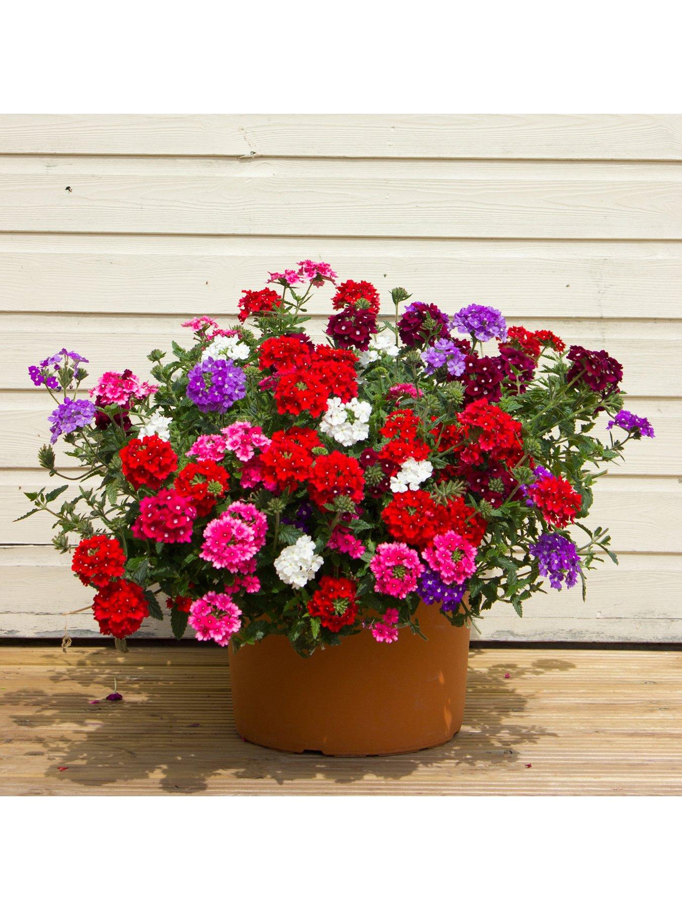 You Garden Samira Verbena Trailing Collection (12 Plug Plants)