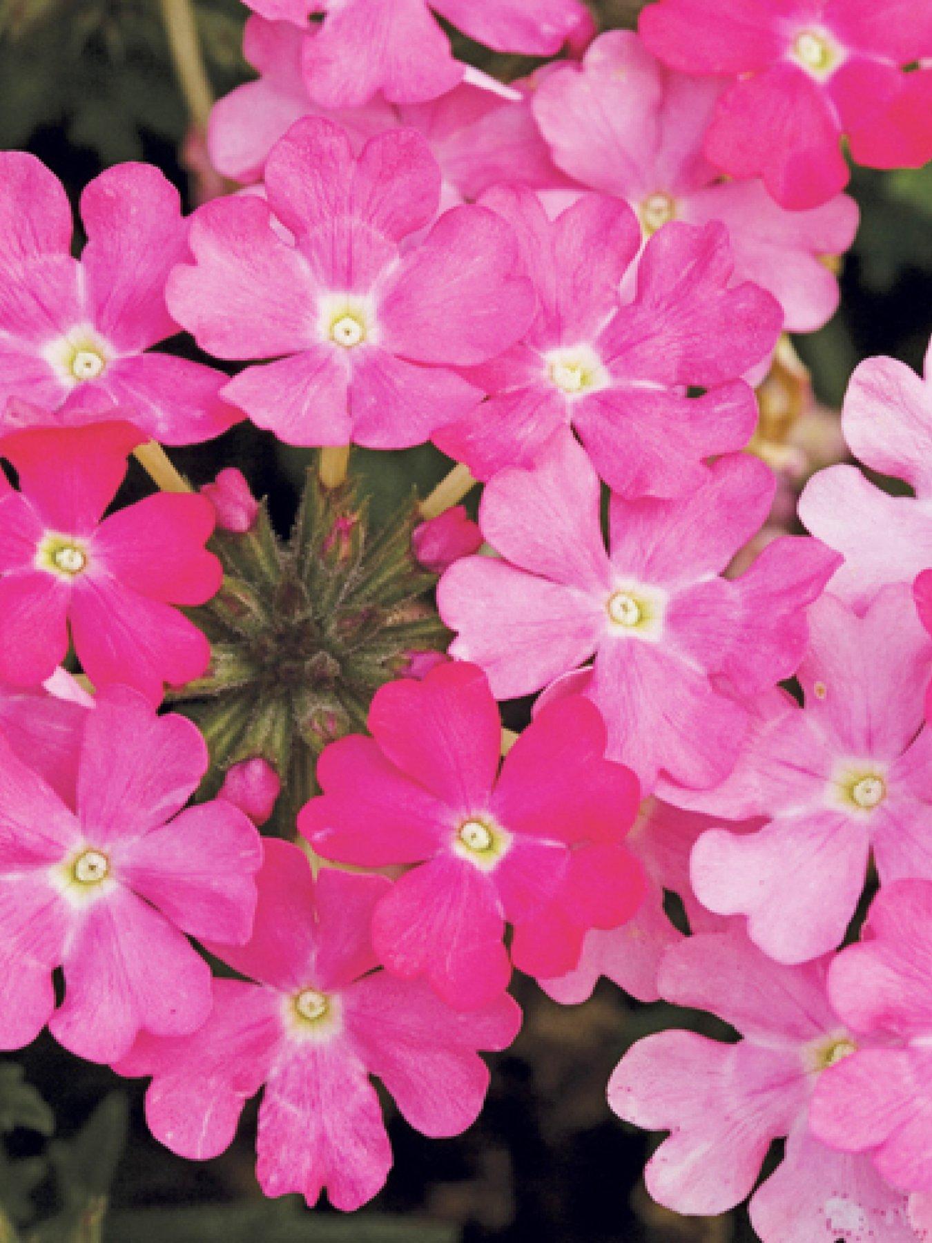 Image 3 of 5 of You Garden Verbena Trailing Collection plug x 12