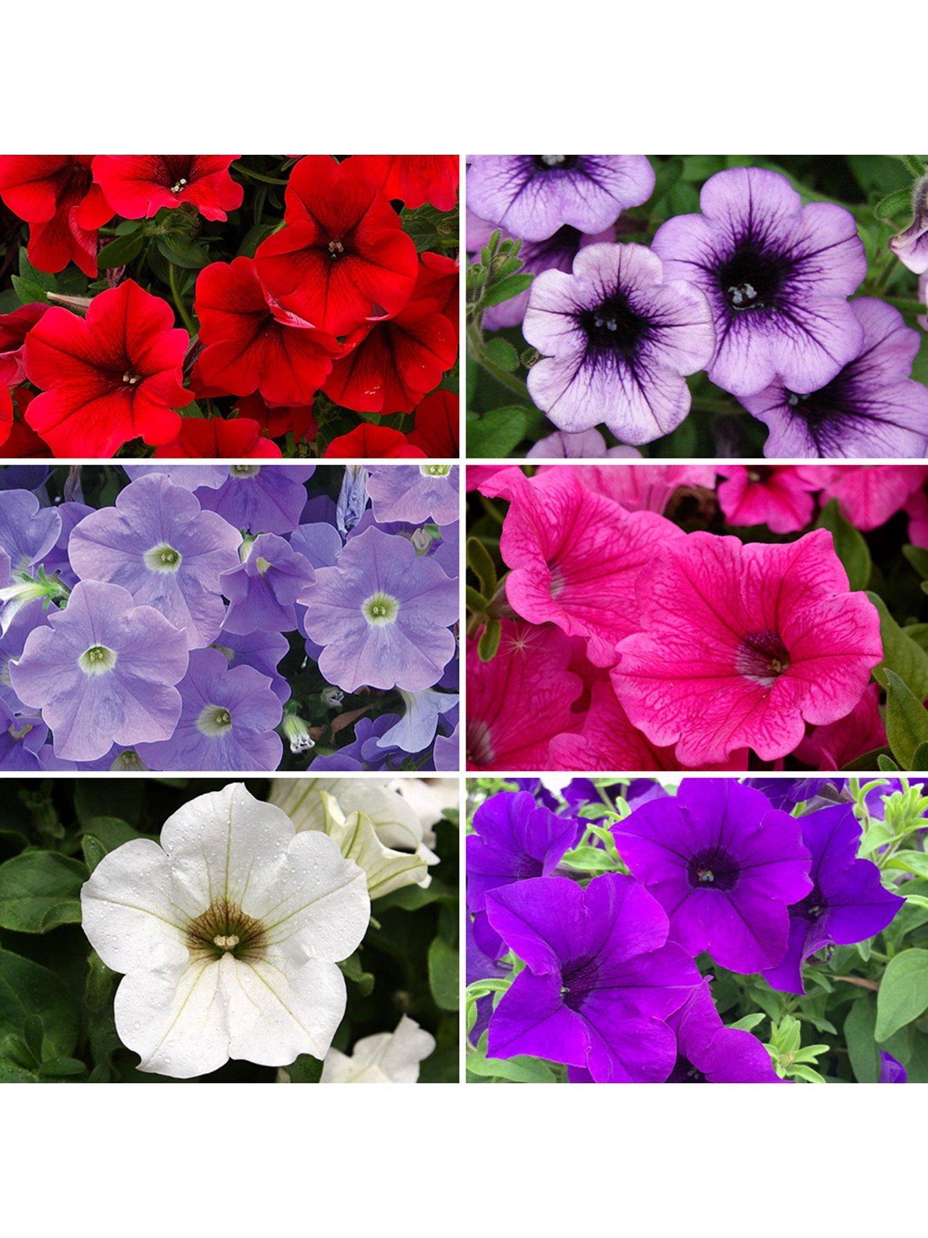 You Garden 30 Years of Surfinia Bedding Collection (18 Plug Plants)