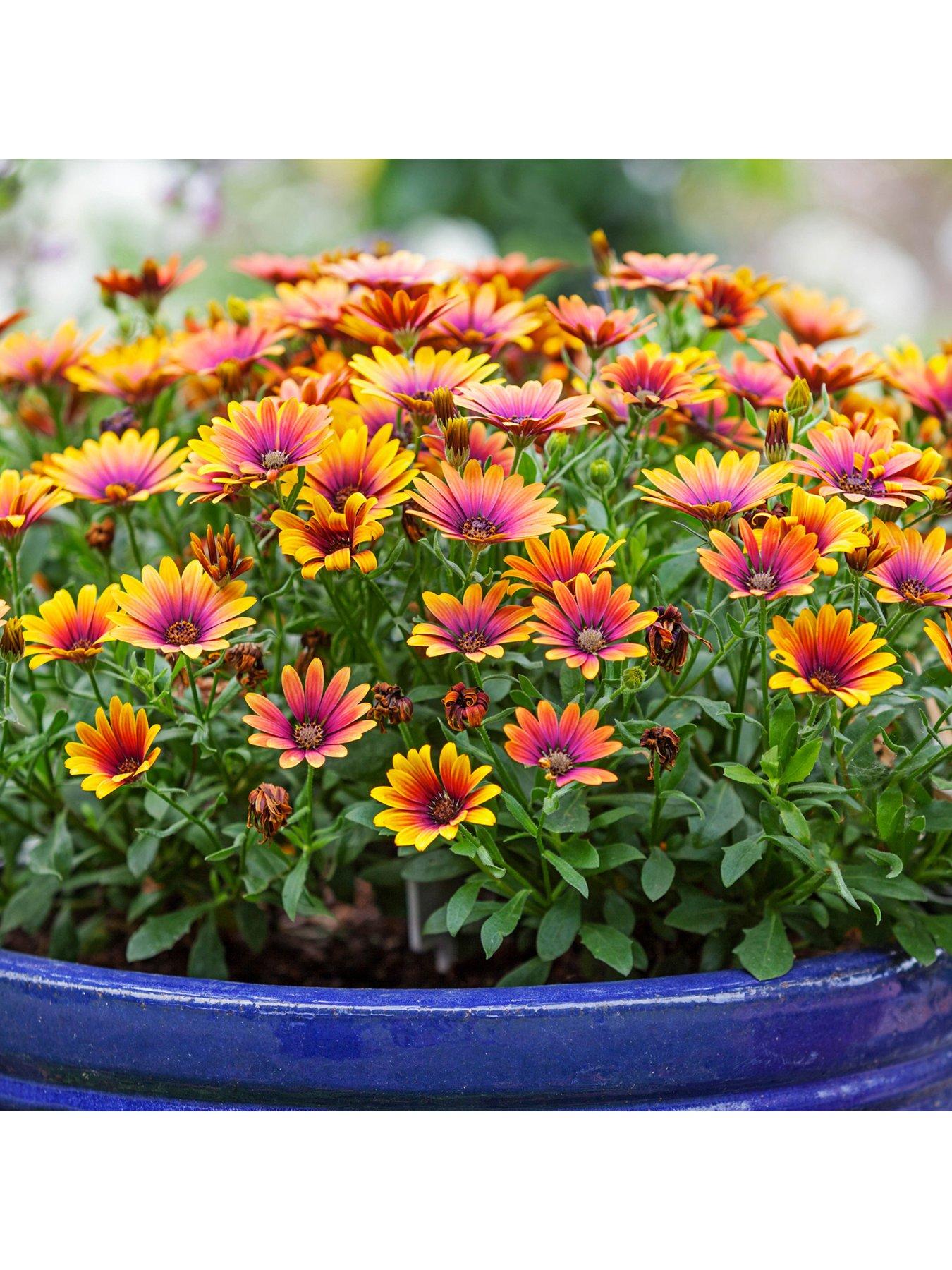 undefined African Daisy - Osteospermum ' Purple Sun' (6 Plug Plants)