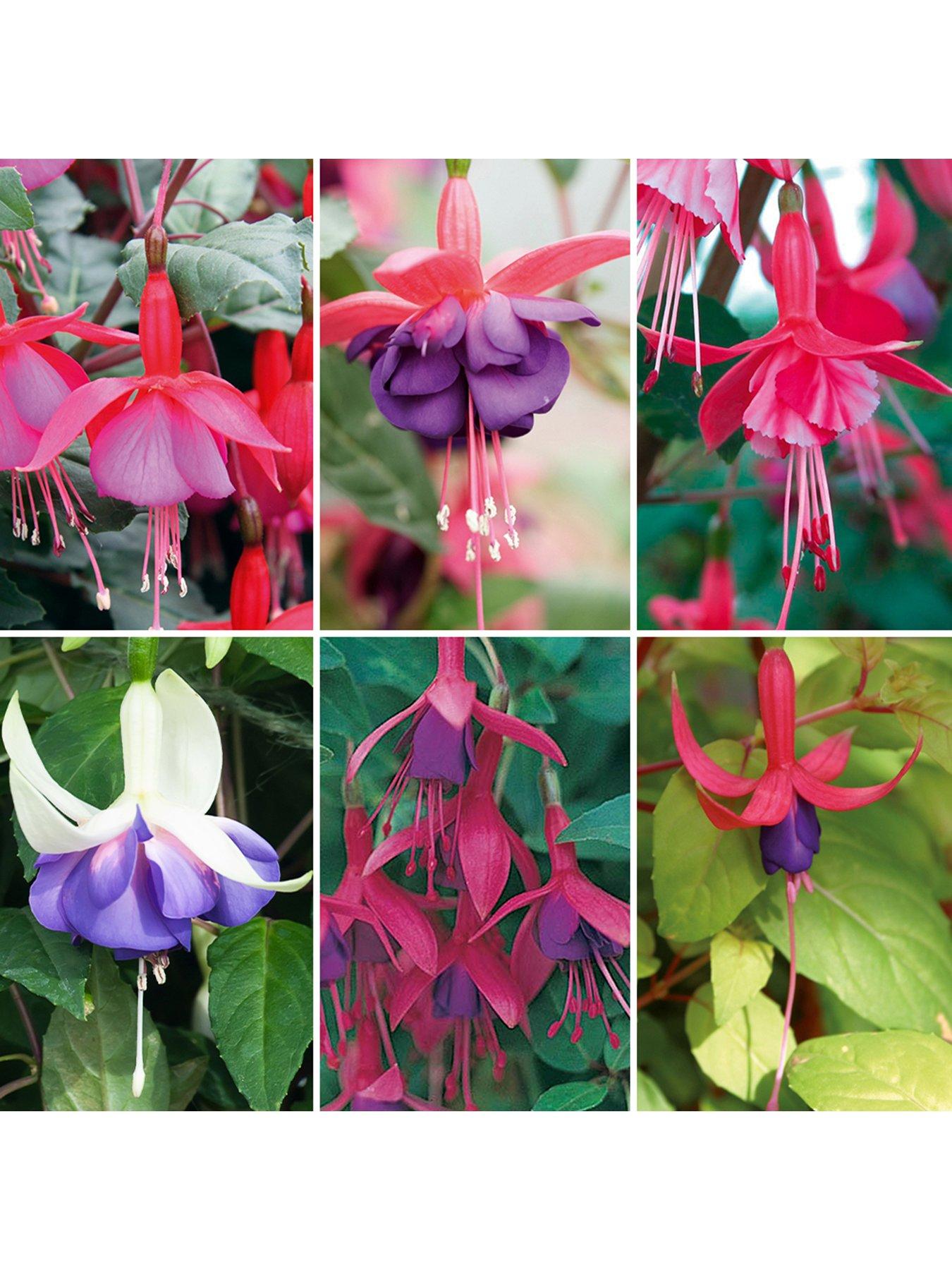 You Garden Hardy Fuchsias Plug Plants (12 Plugs)