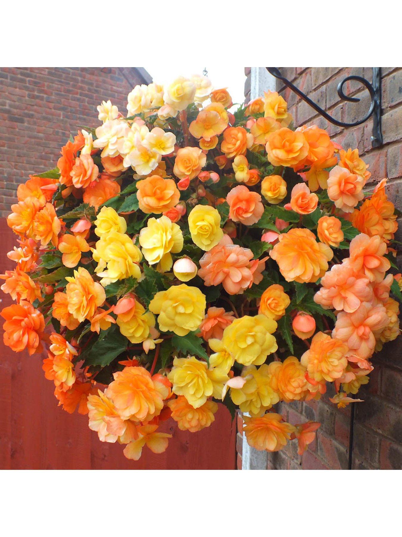 You Garden Begonia Apricot Shades - 20 Garden Ready Plants