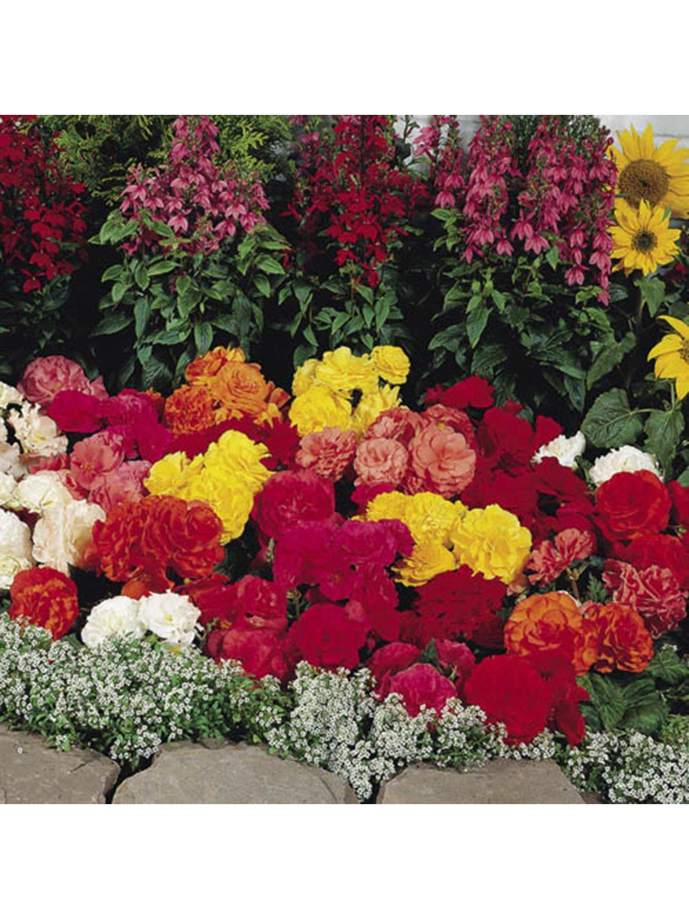 You Garden Begonia Non Stop Mix - 20 Garden Ready Plants