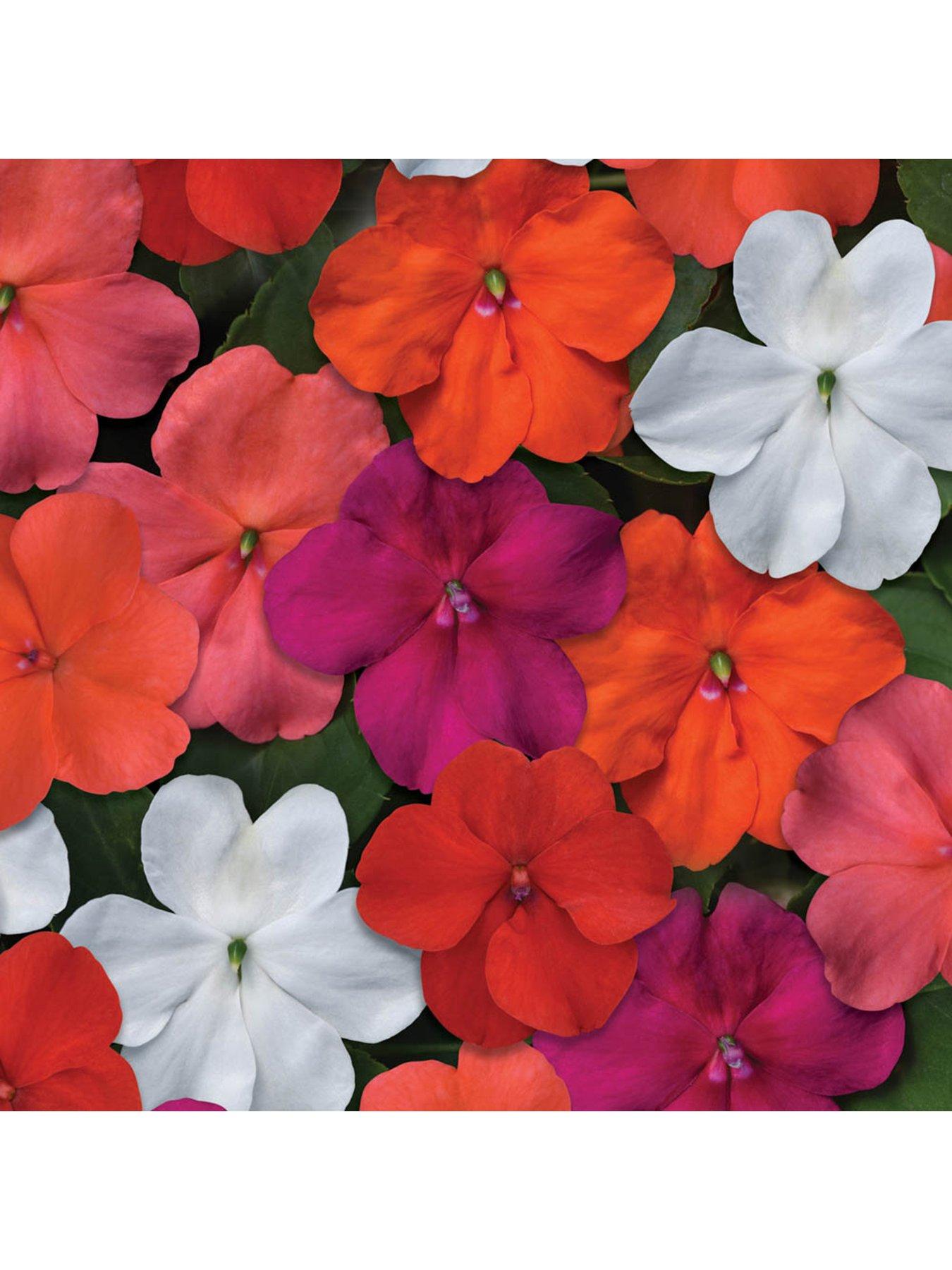 You Garden Busy Lizzie Beacon Mix - 20 Garden Ready Plants