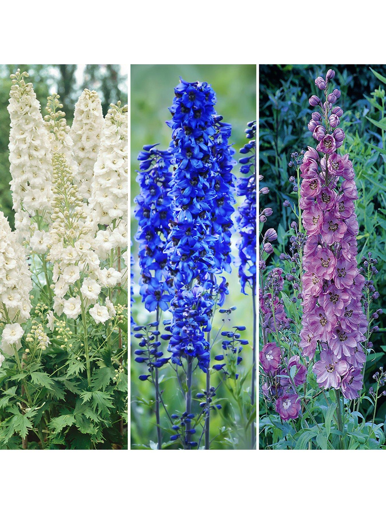 You Garden Delphinium Collection (3 x 9cm Pots)