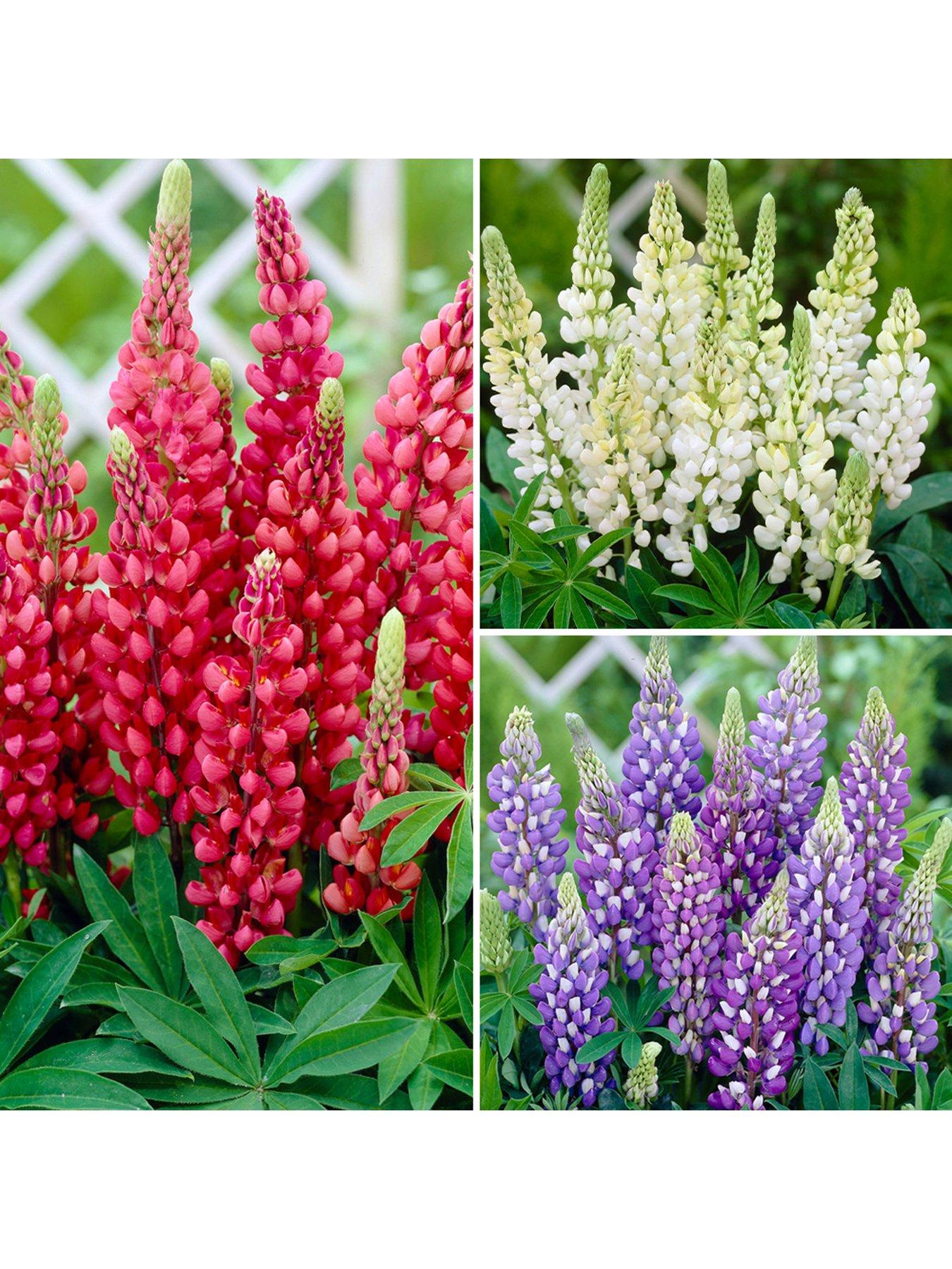 undefined Lupin 'Gallery' Collection (3x 9cm Pots)