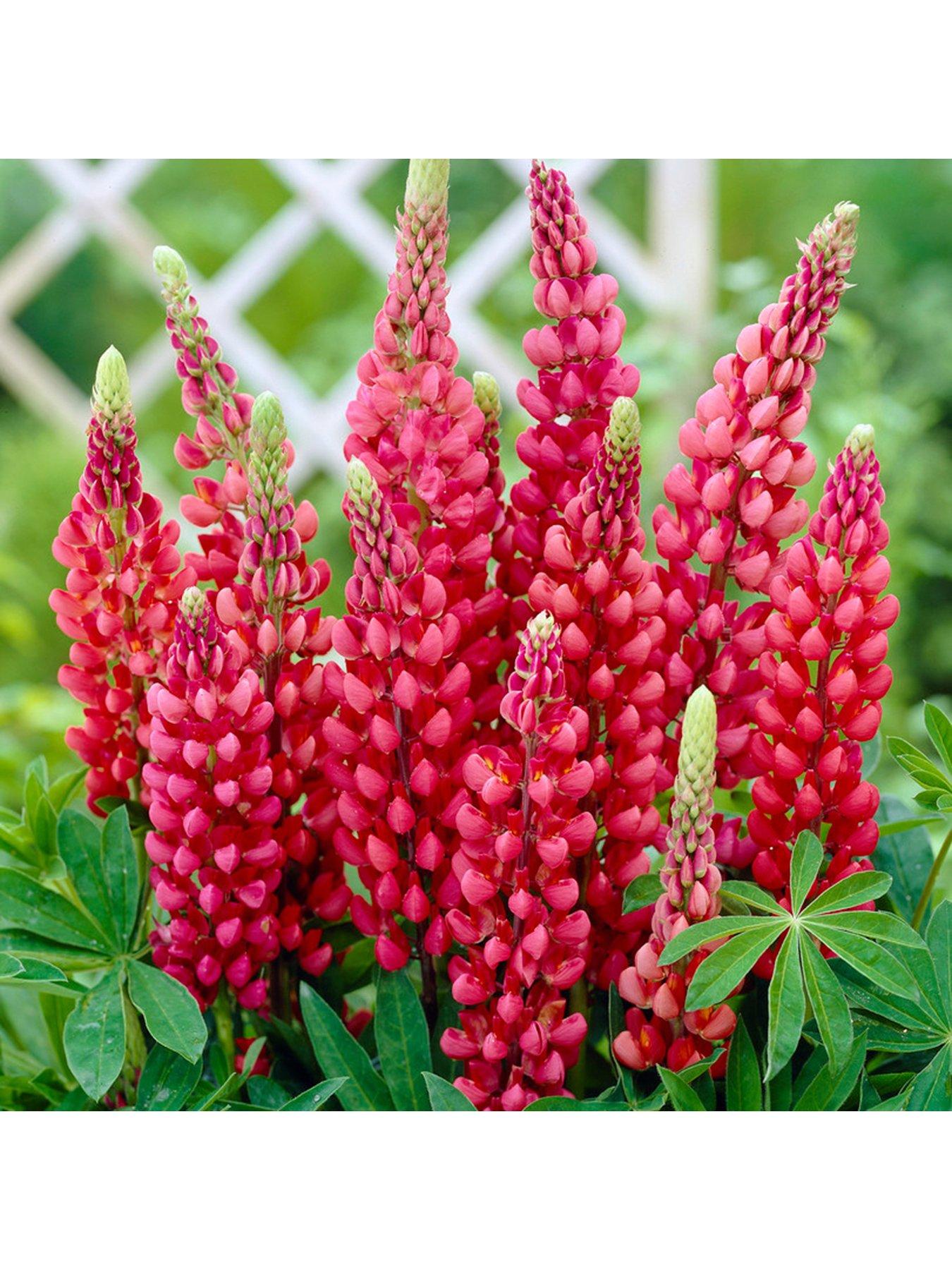  image of you-garden-lupin-gallery-collection-3x-9cm-pots