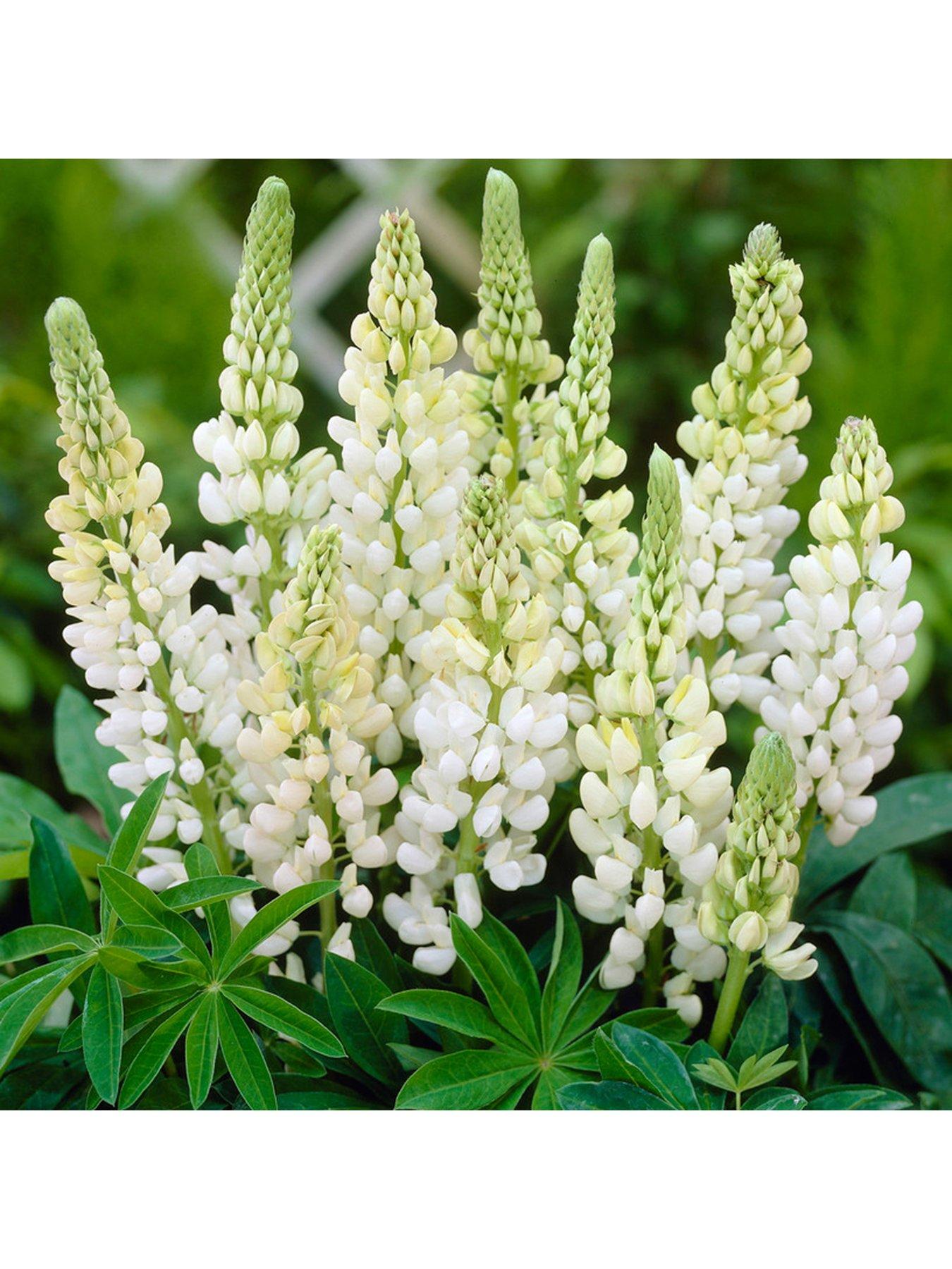  image of you-garden-lupin-gallery-collection-3x-9cm-pots