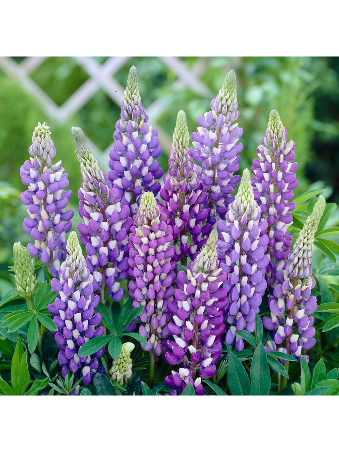  image of you-garden-lupin-gallery-collection-3x-9cm-pots