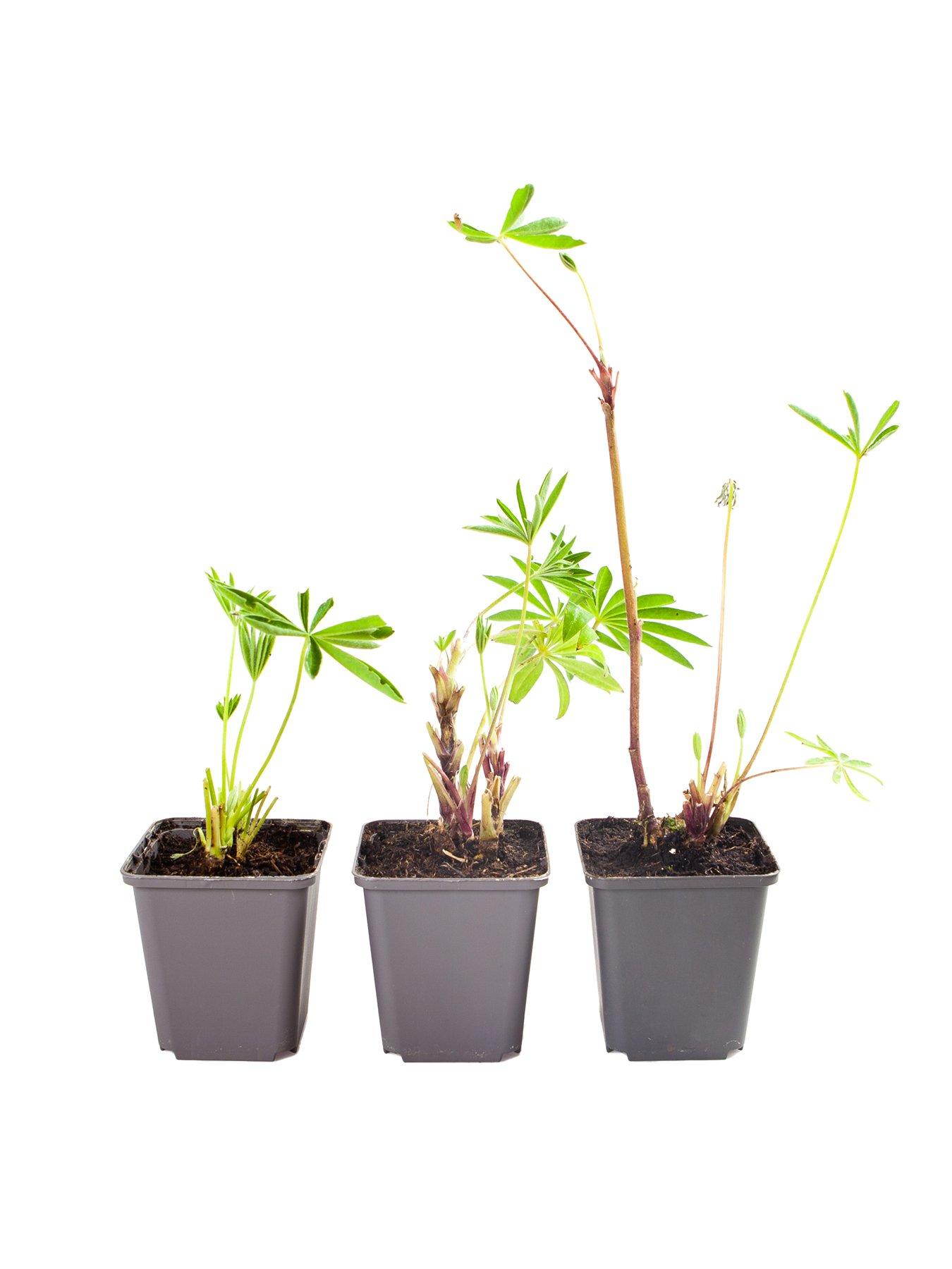  image of you-garden-lupin-gallery-collection-3x-9cm-pots