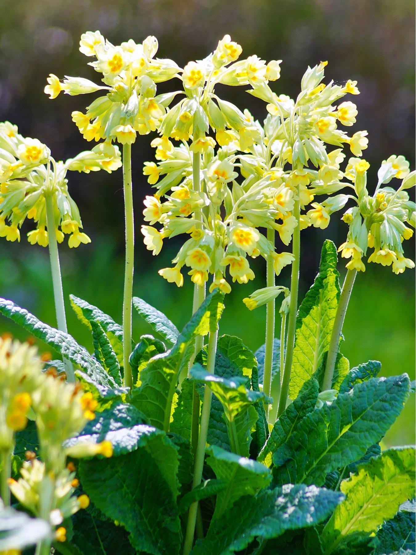 you-garden-primula-veris-cowslip-2-x-9cm-pots