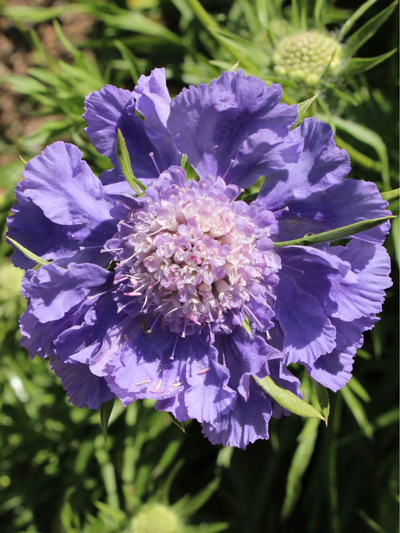 undefined Scabiosa caucasica Fama Blue - Caucasian Pincushion (2 x 9cm Pots)