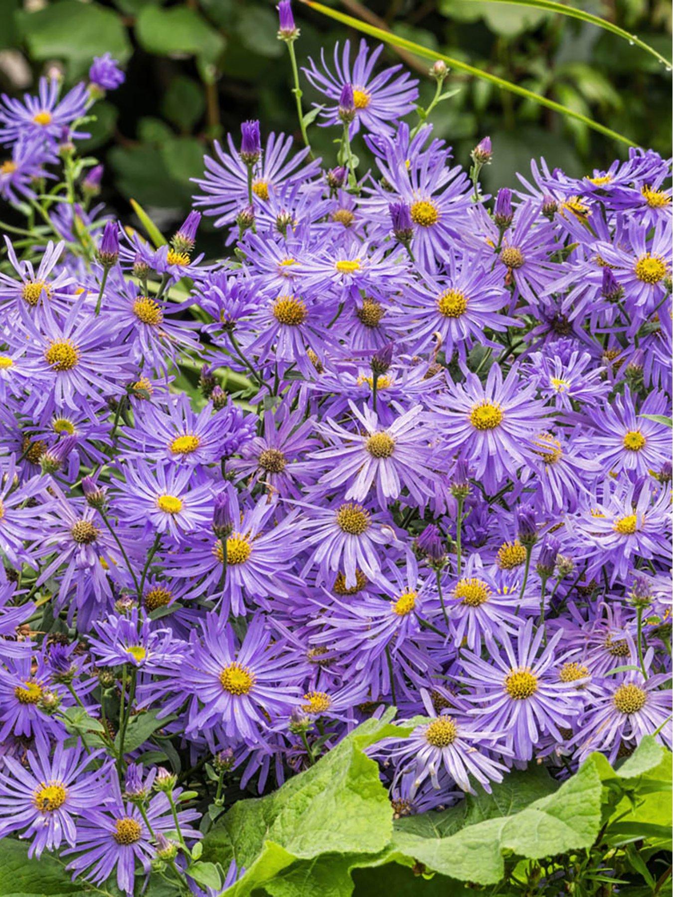 you-garden-aster-frikartii-moumlnch-michaelmas-daisy-2-x-9cm-pots