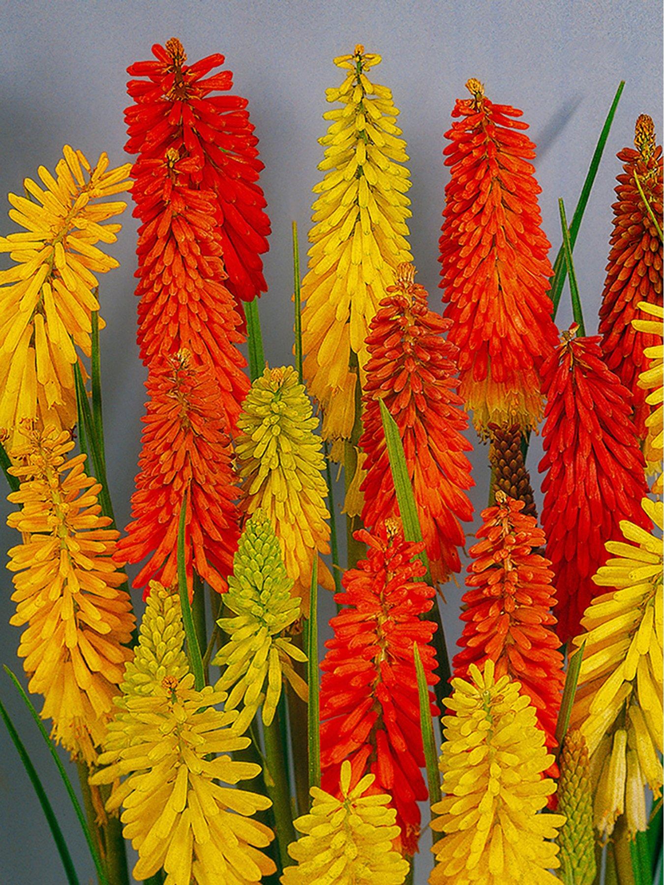You Garden Kniphofia Flamenco - Red Hot Poker 'Flamenco' (2 x 9cm Pots)