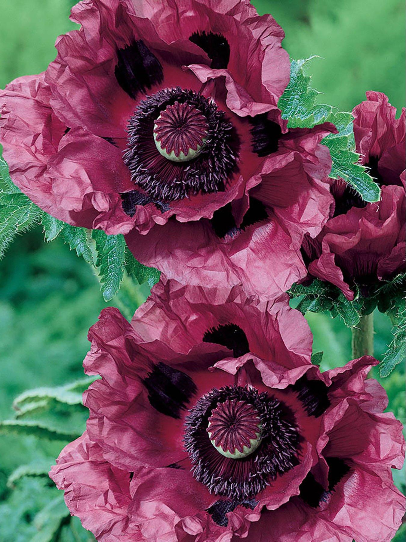 you-garden-oriental-poppy-pattys-plum-2-x-9cm-pots