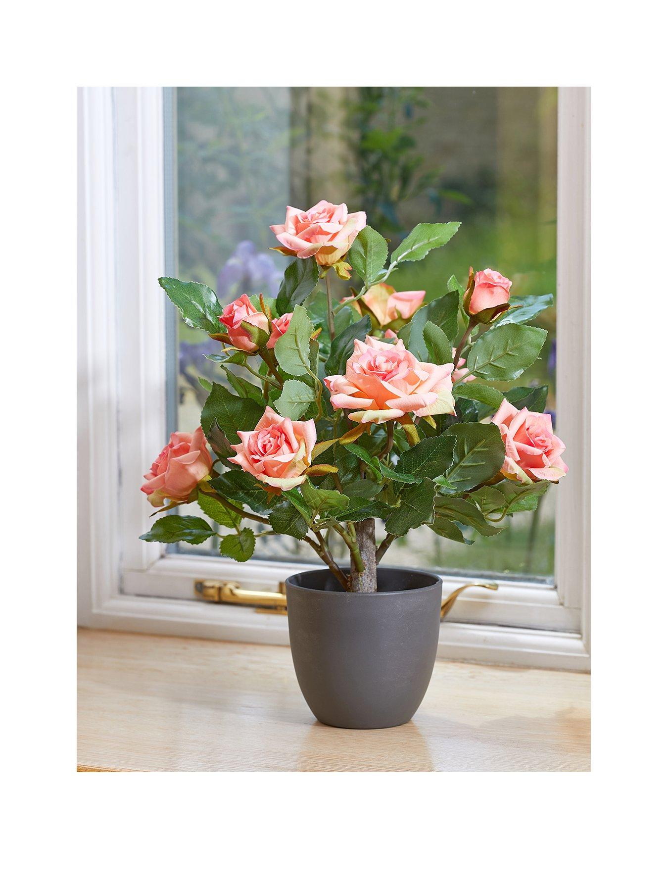 undefined Regent's Rose - 40cm