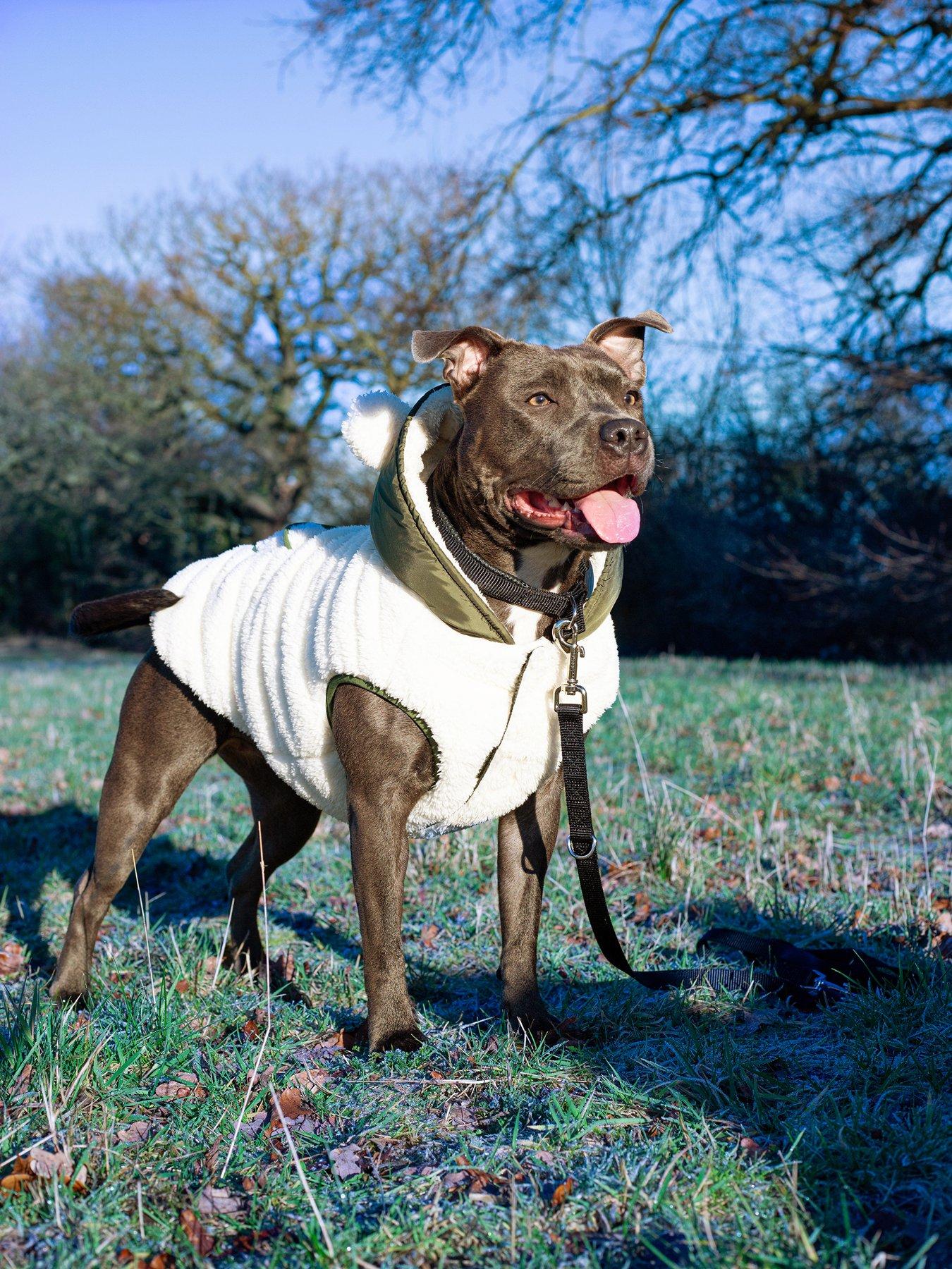 Teddy bear dog store coat