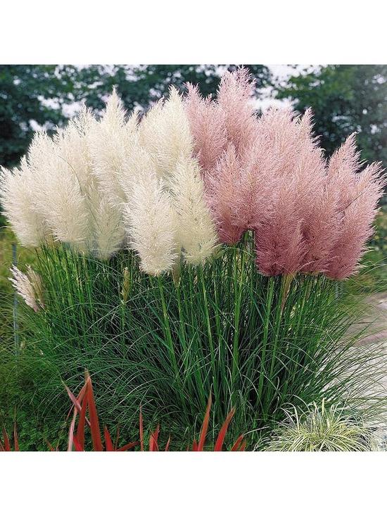 front image of white-pink-combo-cortaderia9cm