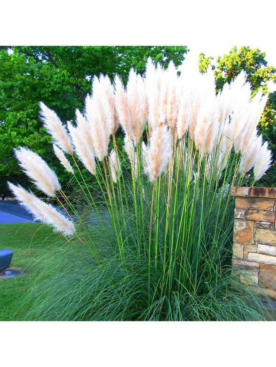 stillFront image of white-pink-combo-cortaderia9cm