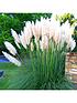  image of white-pink-combo-cortaderia9cm