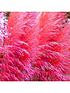  image of white-pink-combo-cortaderia9cm