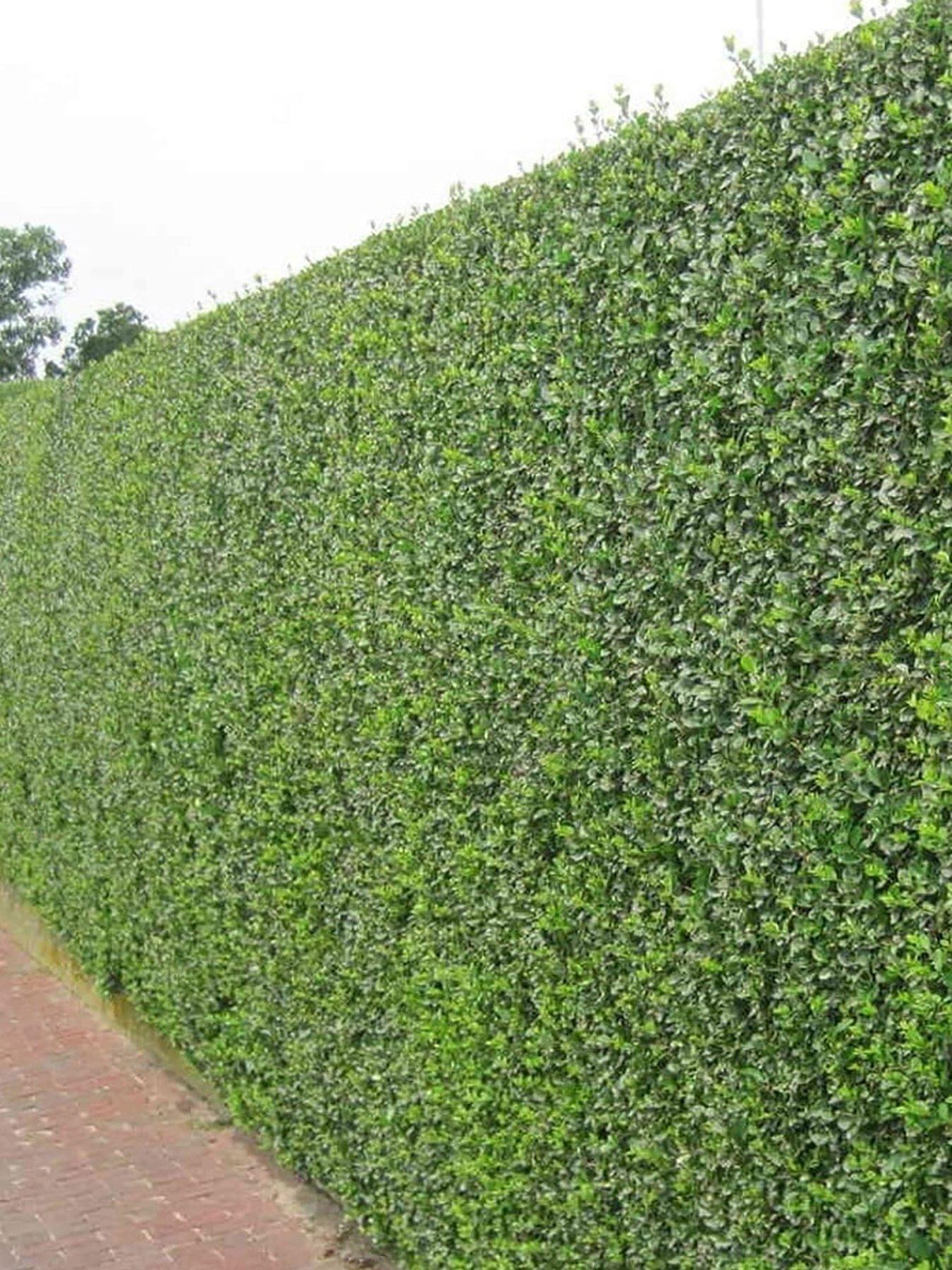 Ligustrum Ovalifolium (9cm 5 Plants)