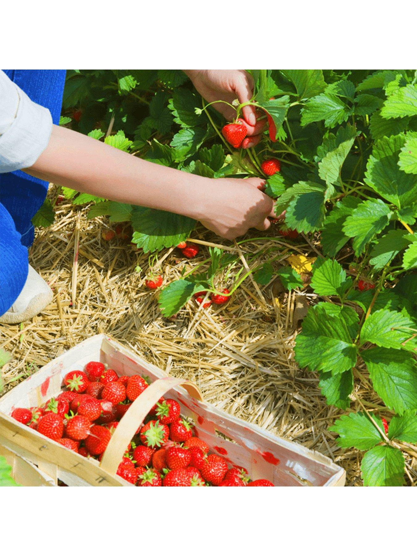 Strawberry Elsanta (9cm, 10 Plants)