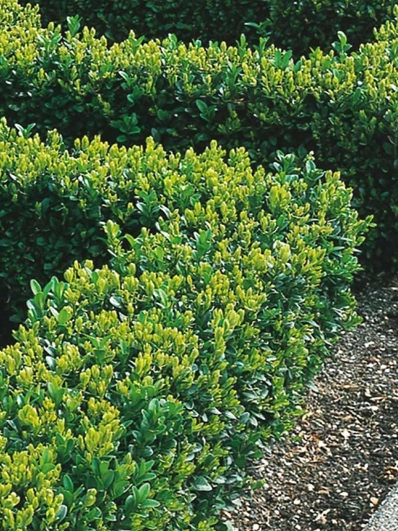 Buxus Sempervirens (9cm) 5 Plants