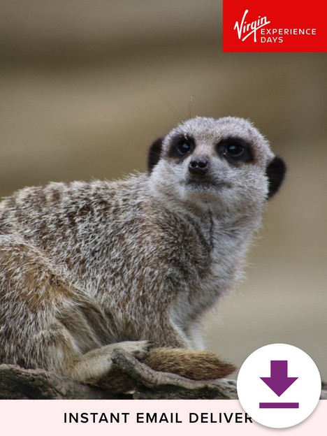 virgin-experience-days-digital-voucher-meet-and-feed-the-meerkats-for-two-at-millets-falconry-centre