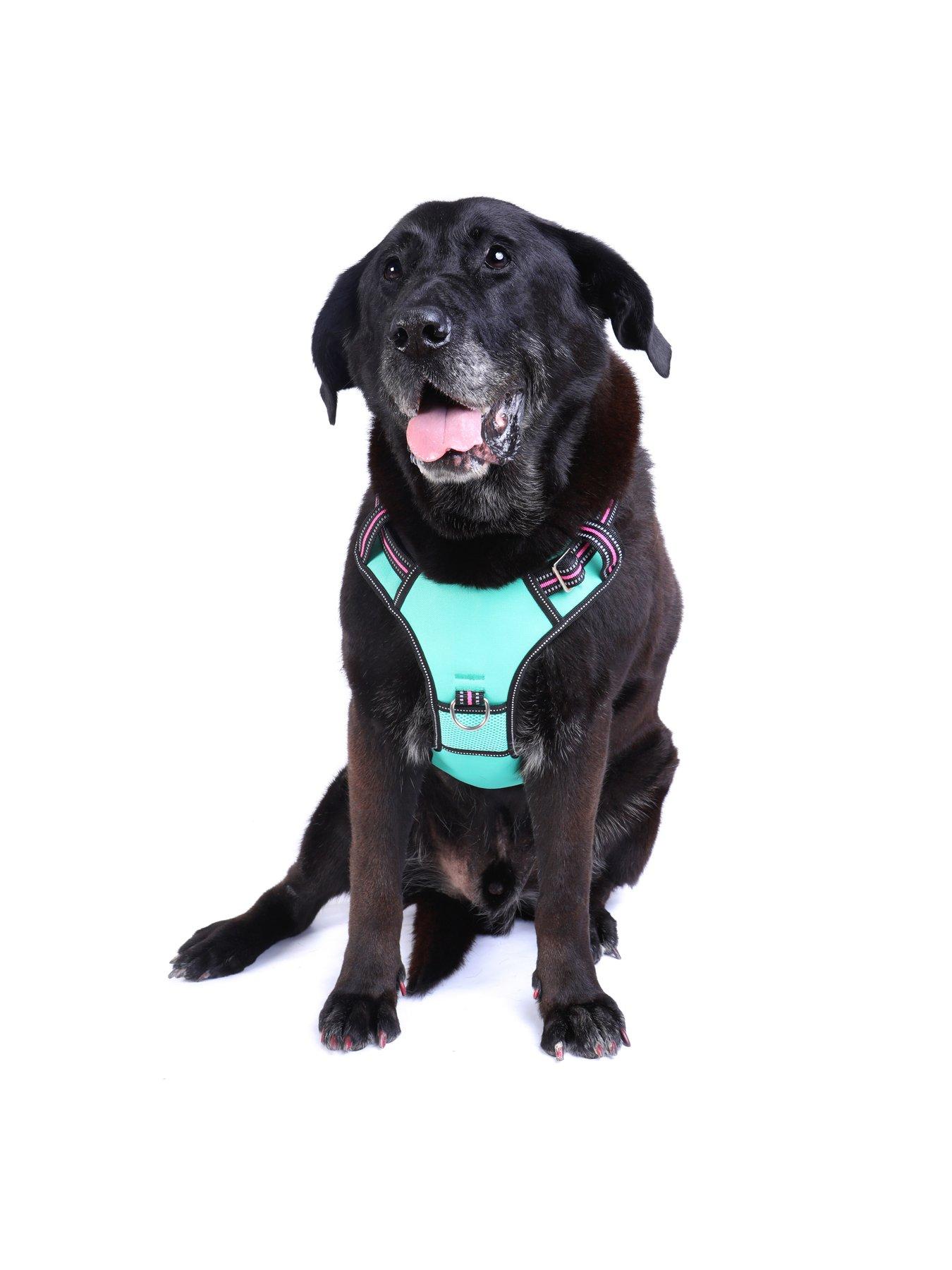 undefined Neotech Harness - Rin Tin Tin