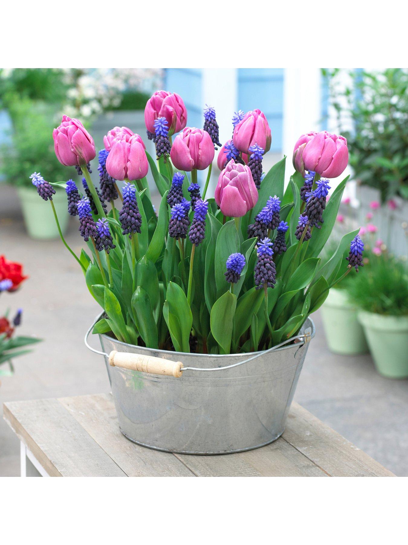 You Garden Drop In Bulb Planter Tulip and Muscari Kit
