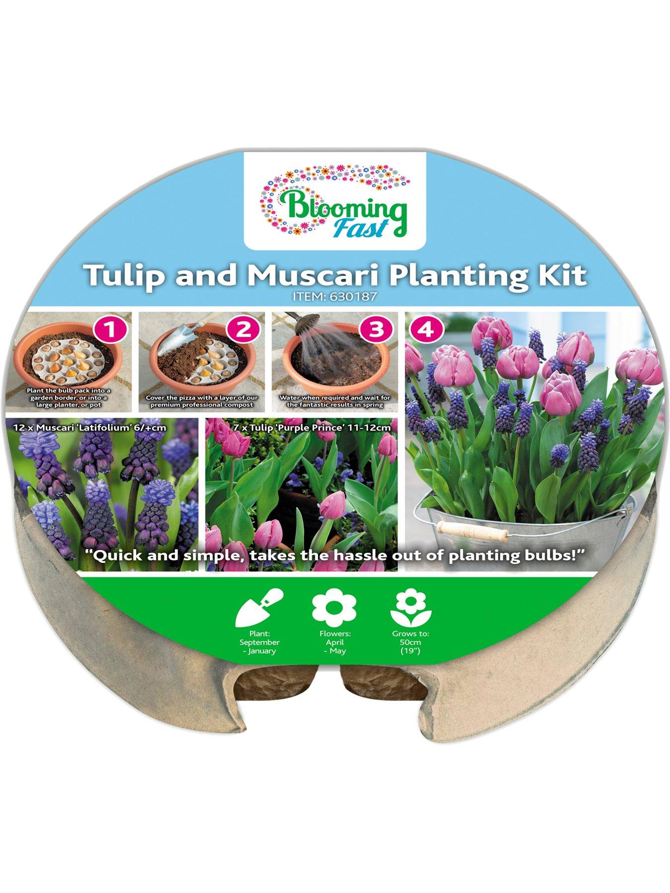 You Garden Drop In Bulb Planter Tulip and Muscari Kit | Littlewoods