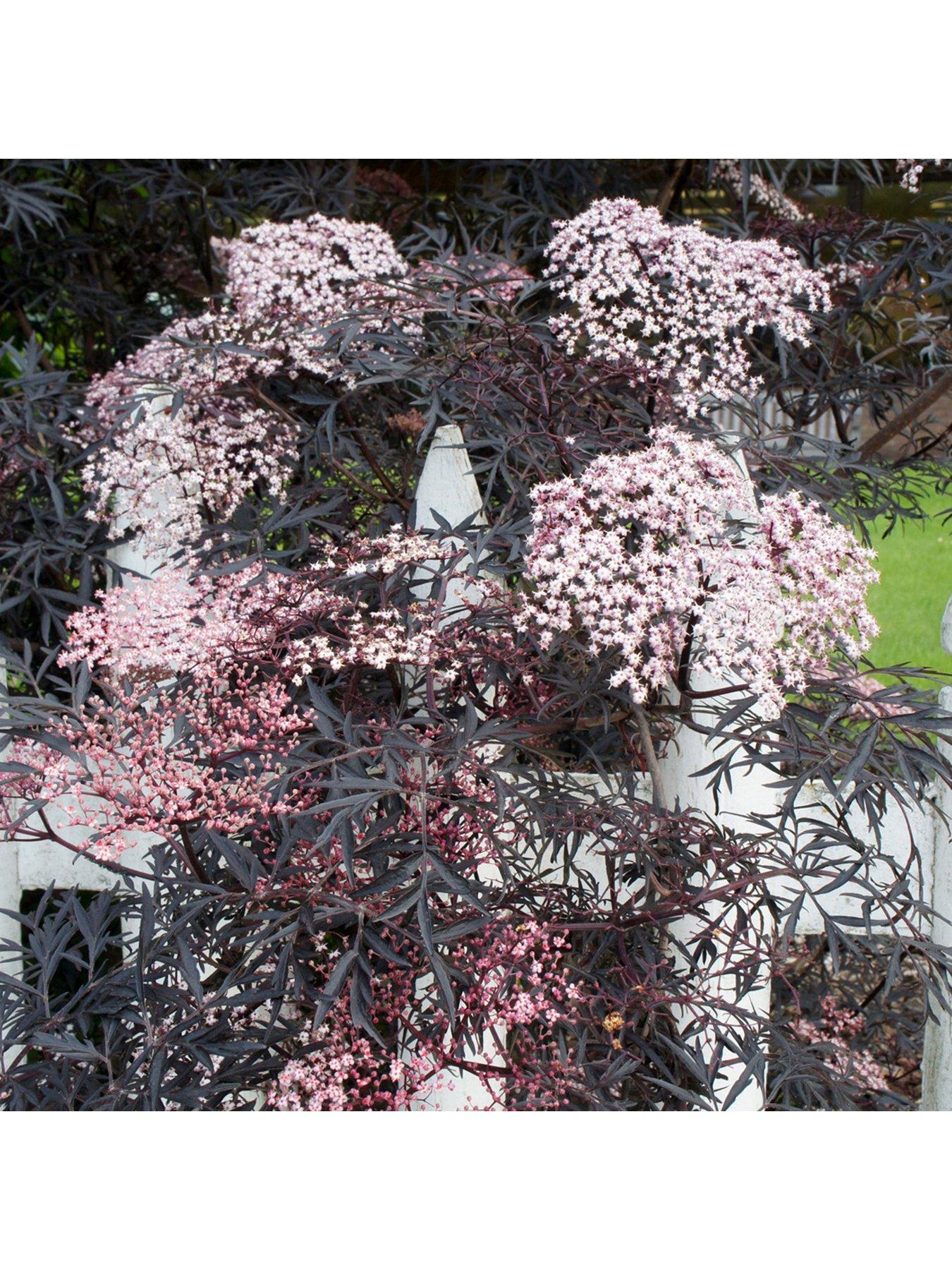 you-garden-sambucus-nigra-black-lace-2l-pot