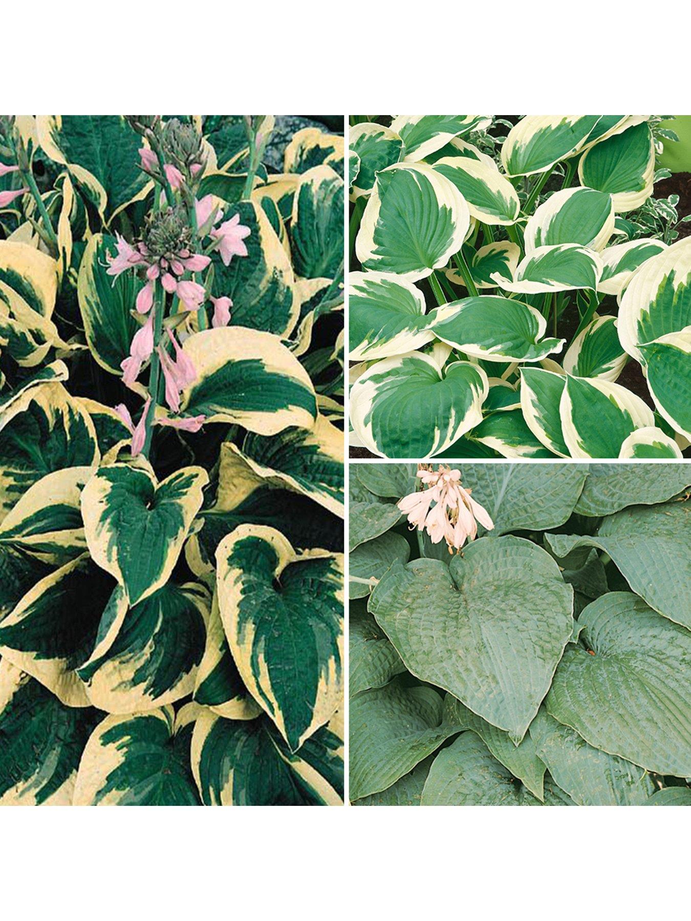 You Garden Hosta Collection (3 x 9m Pots)