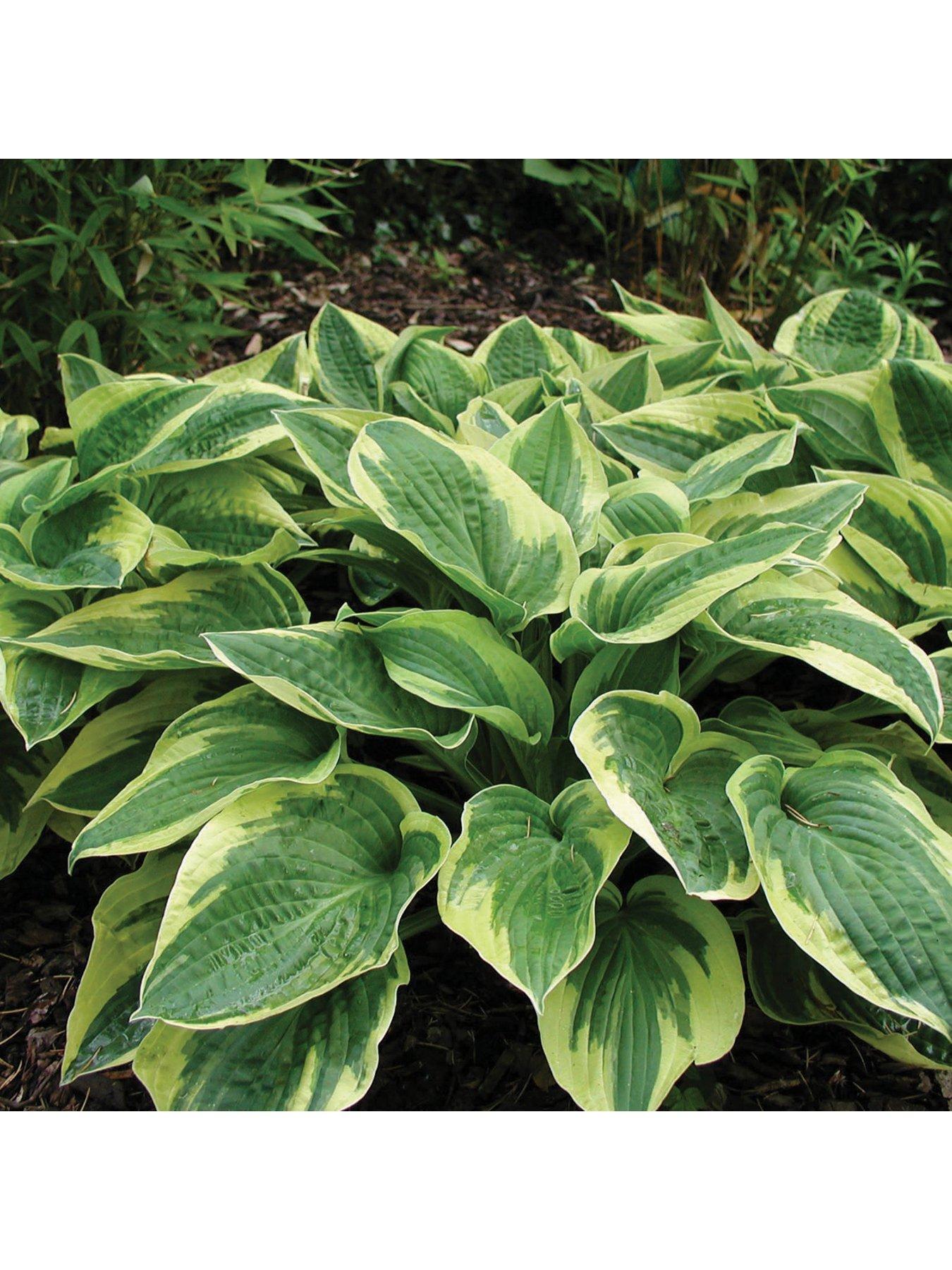  image of you-garden-hosta-collection-3-x-9m-pots