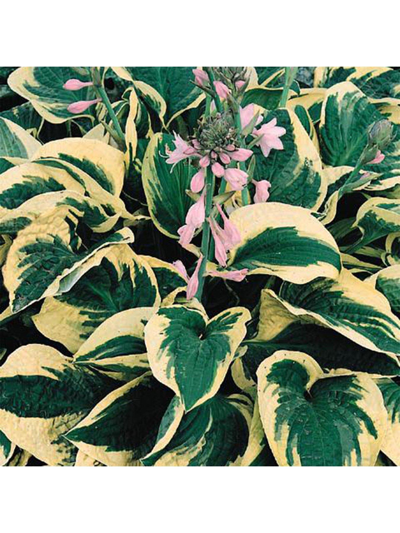  image of you-garden-hosta-collection-3-x-9m-pots