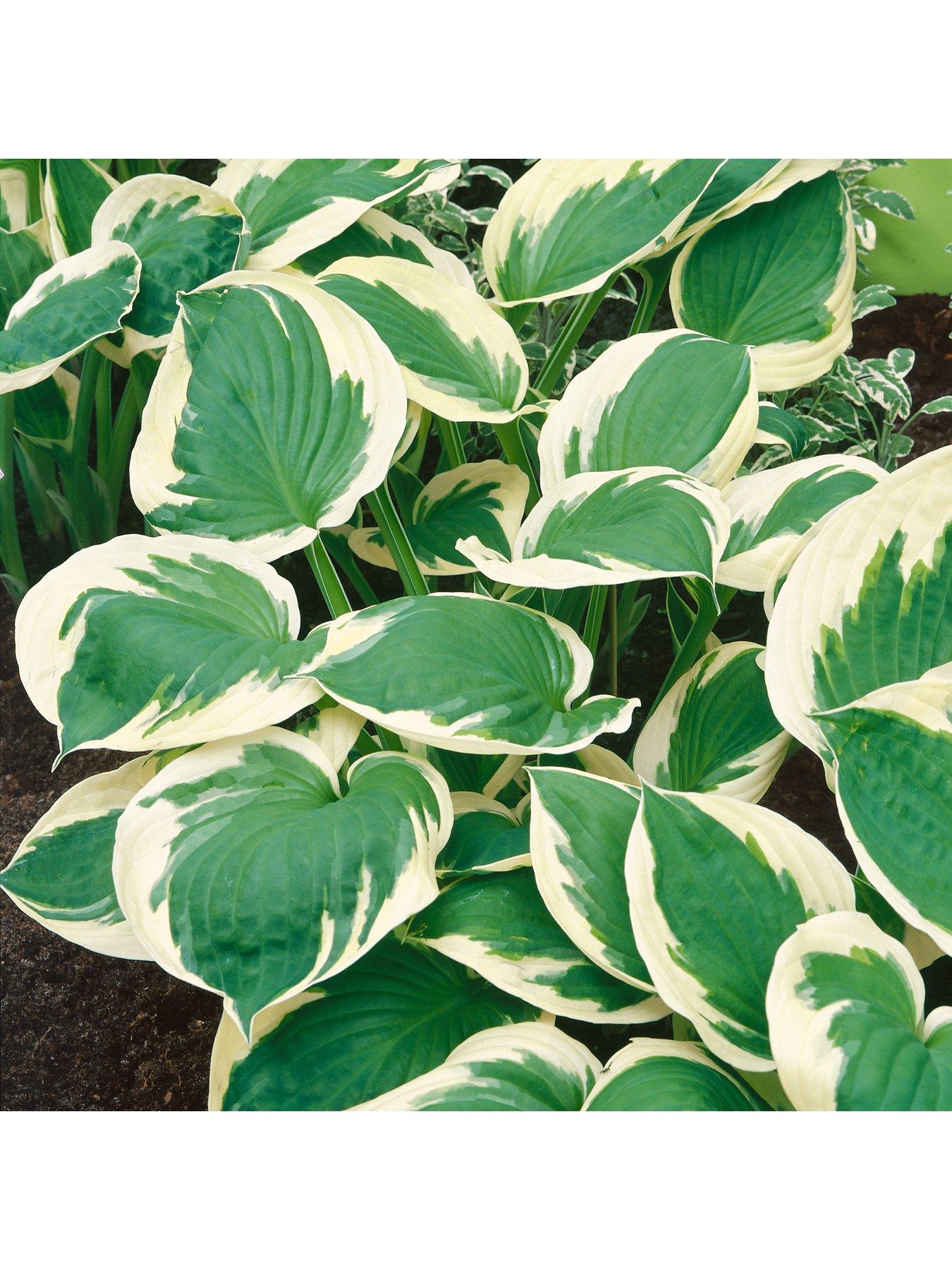  image of you-garden-hosta-collection-3-x-9m-pots