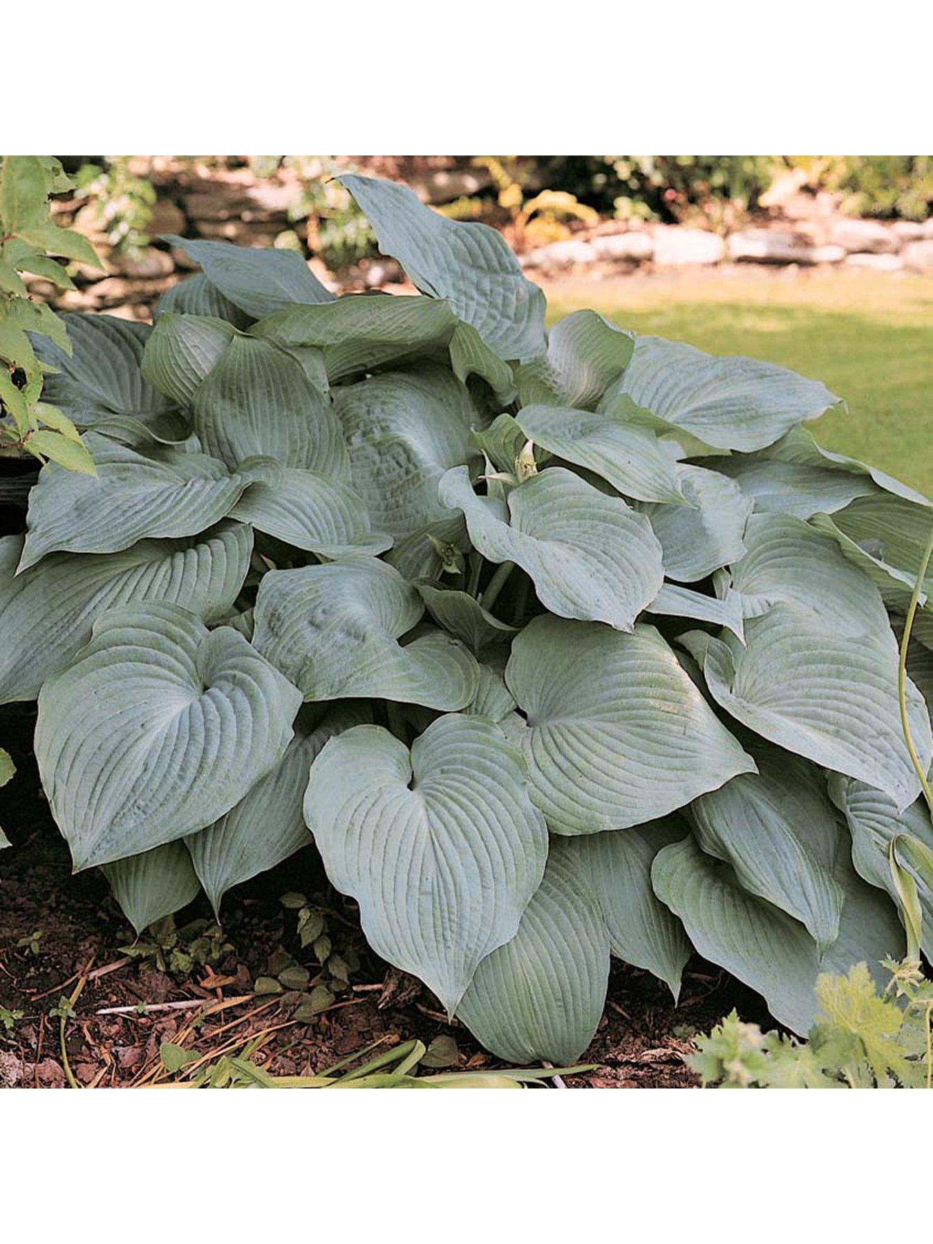  image of you-garden-hosta-collection-3-x-9m-pots