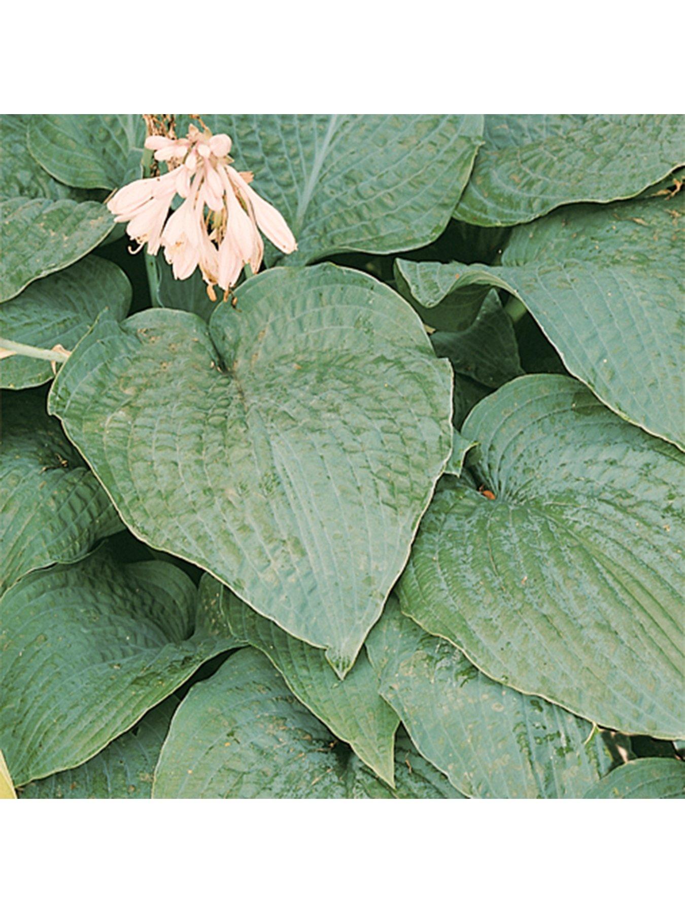  image of you-garden-hosta-collection-3-x-9m-pots