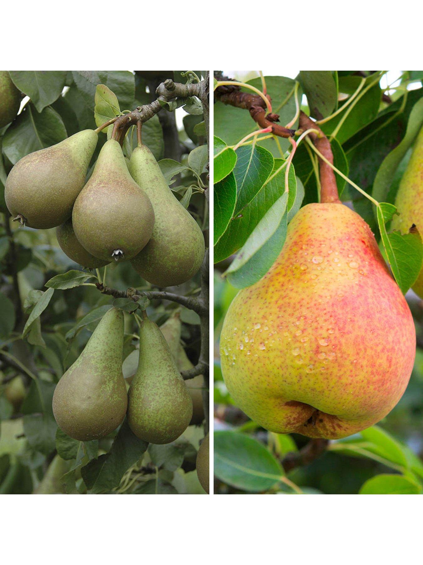 you-garden-duo-fruit-pear-tree-potted-approx-70-80cm-tall
